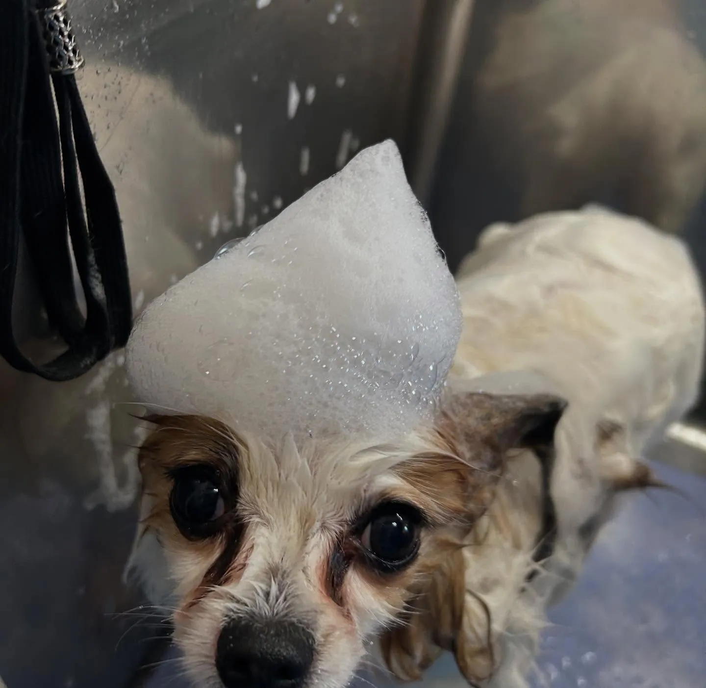 犬のトリミング✂️