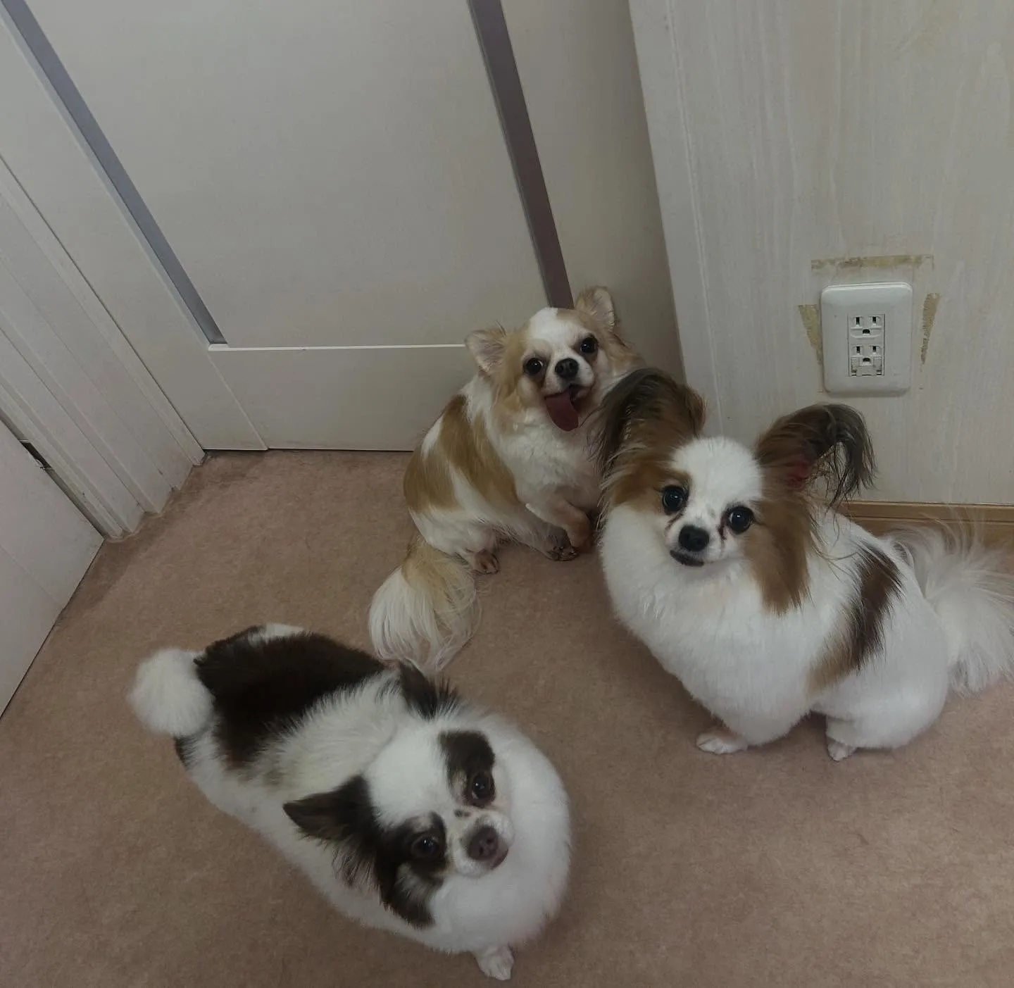 犬のトリミング✂️