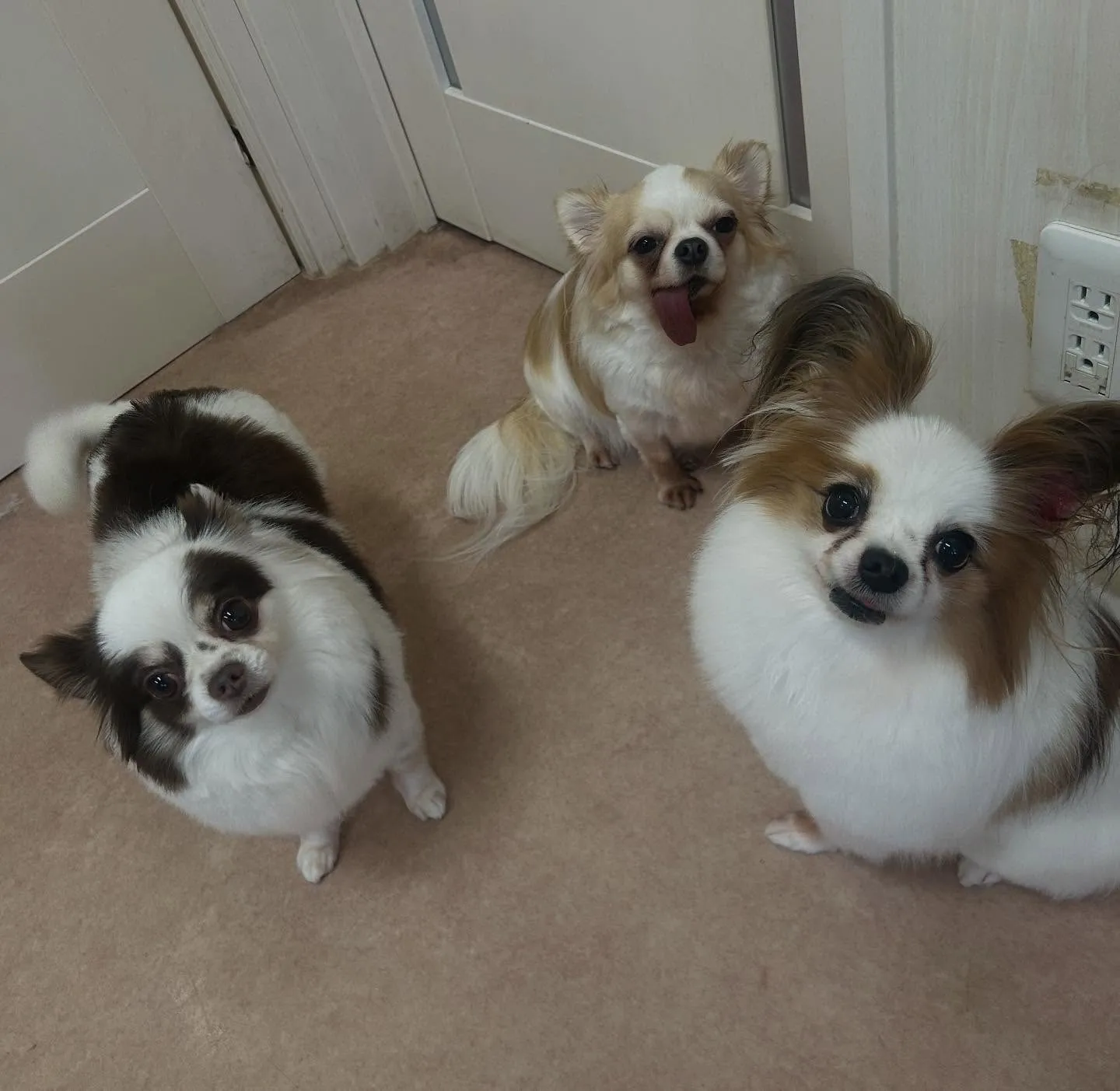 犬のトリミング✂️