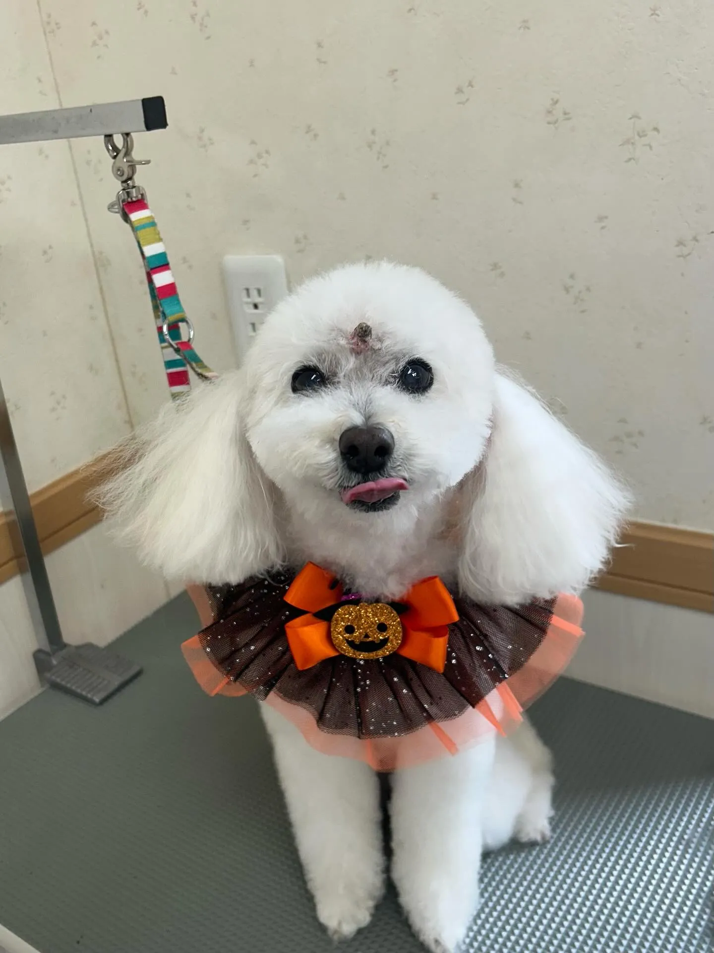 犬のトリミング✂️
