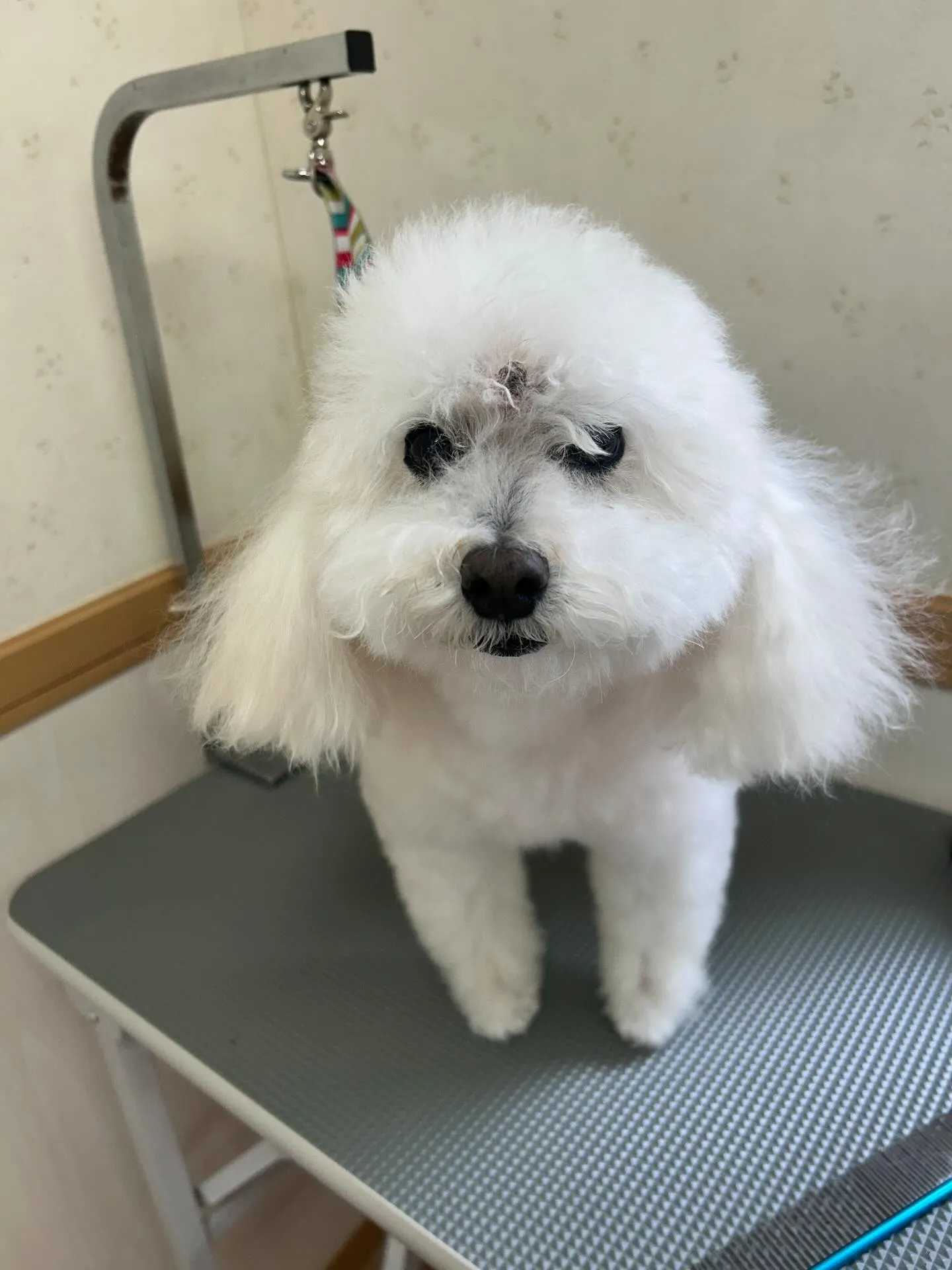 犬のトリミング✂️