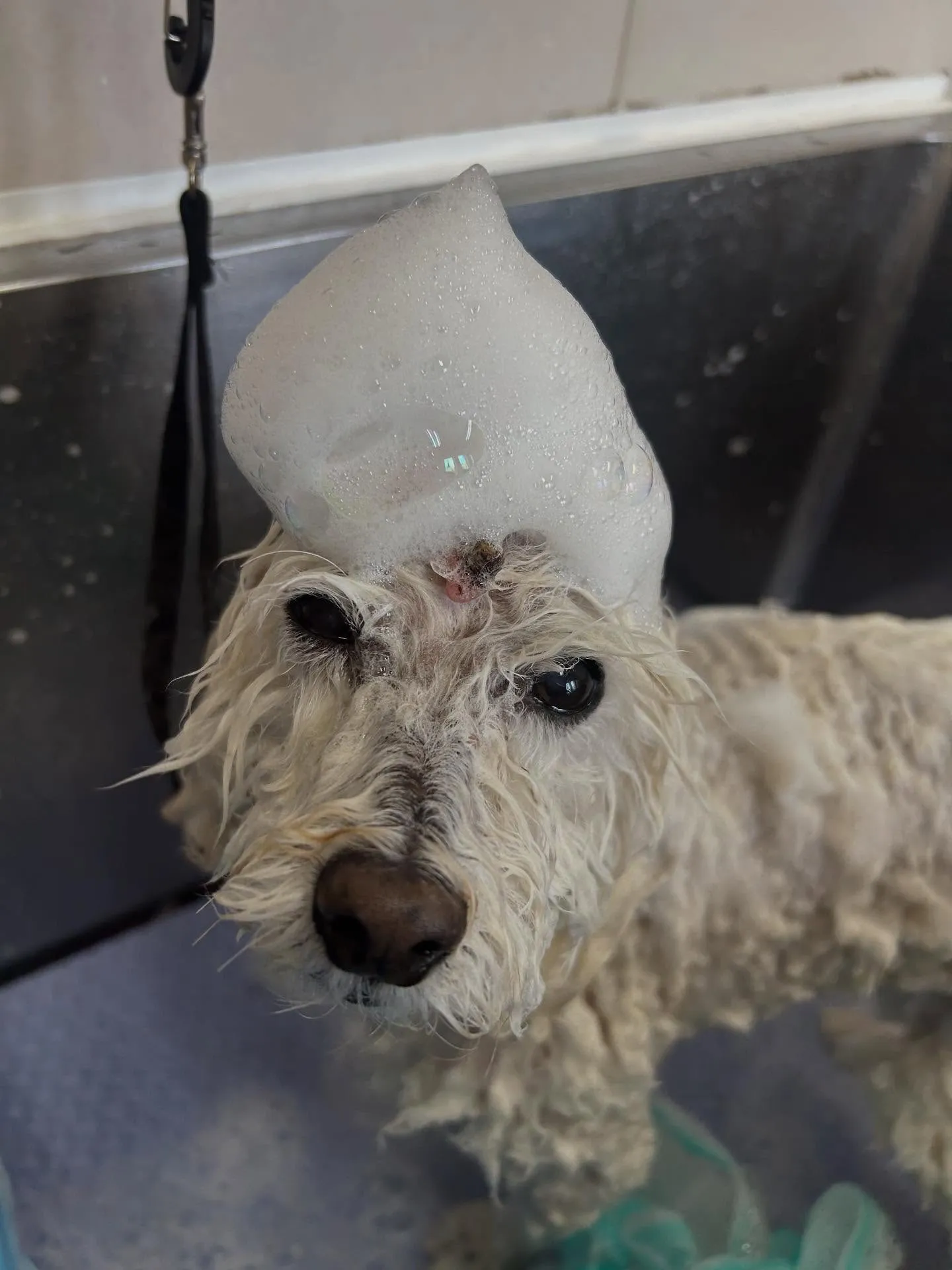 犬のトリミング✂️