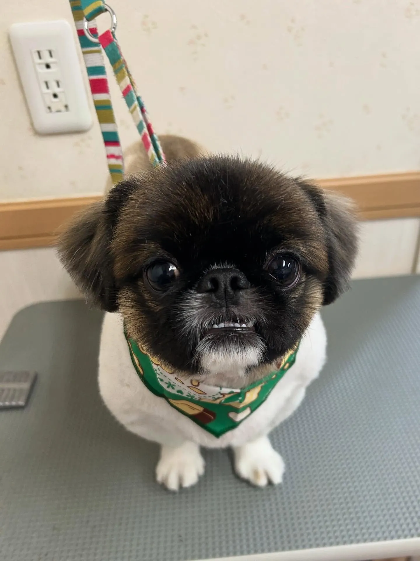 犬のトリミング✂️