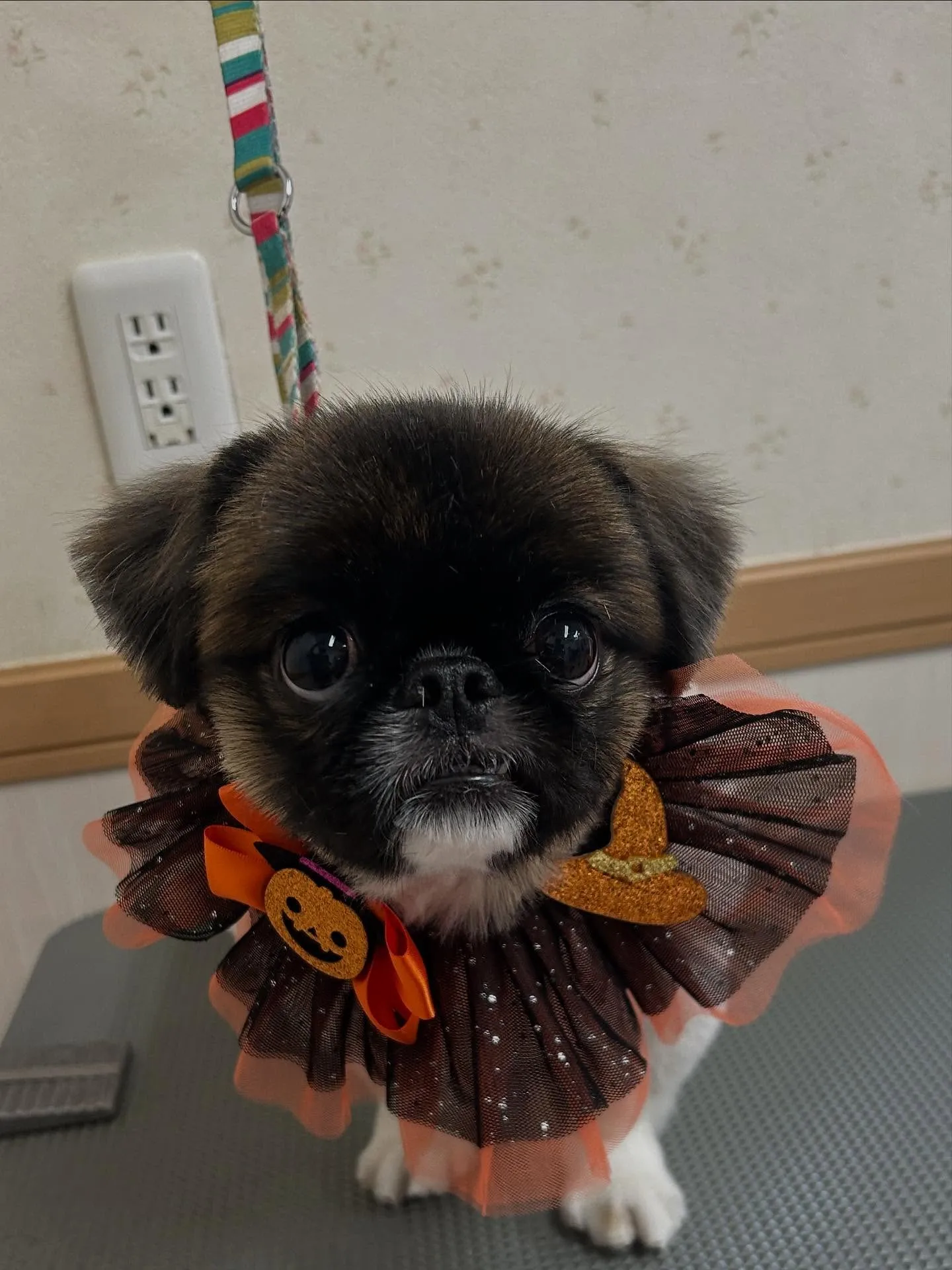 犬のトリミング✂️