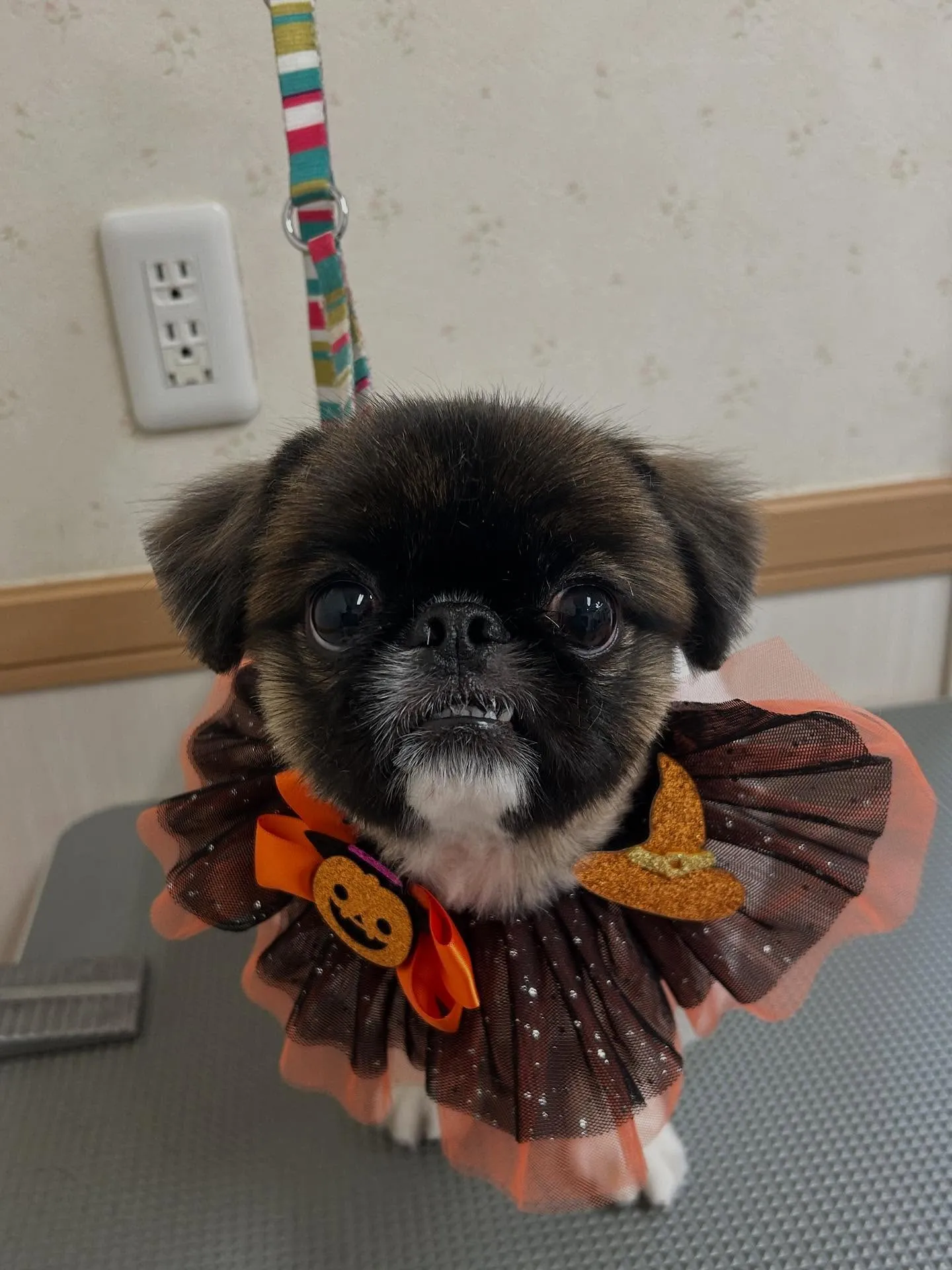 犬のトリミング✂️