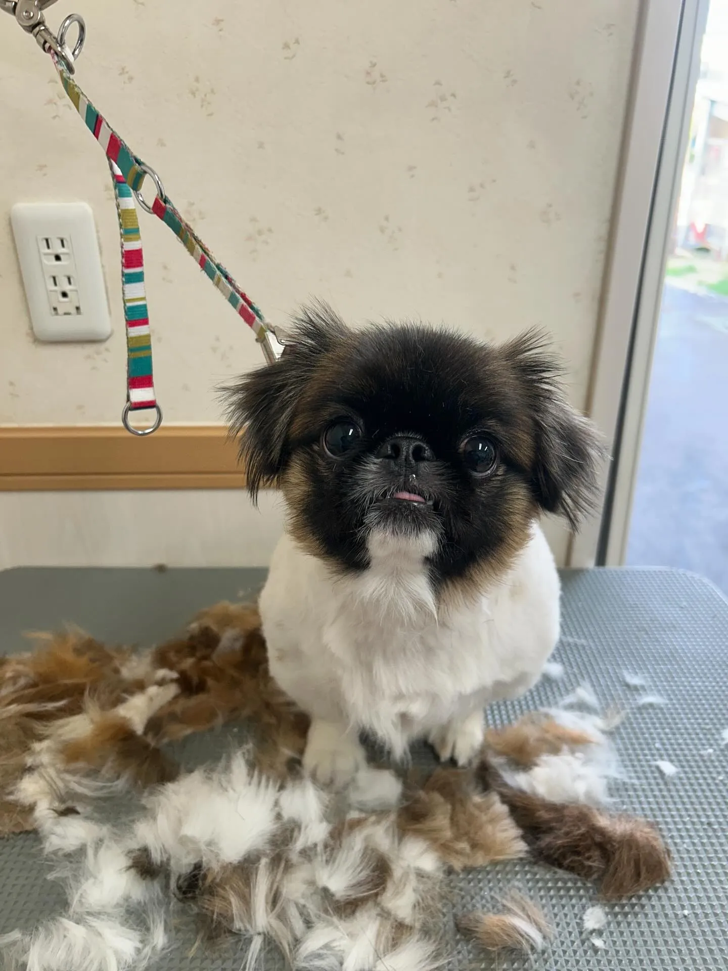 犬のトリミング✂️
