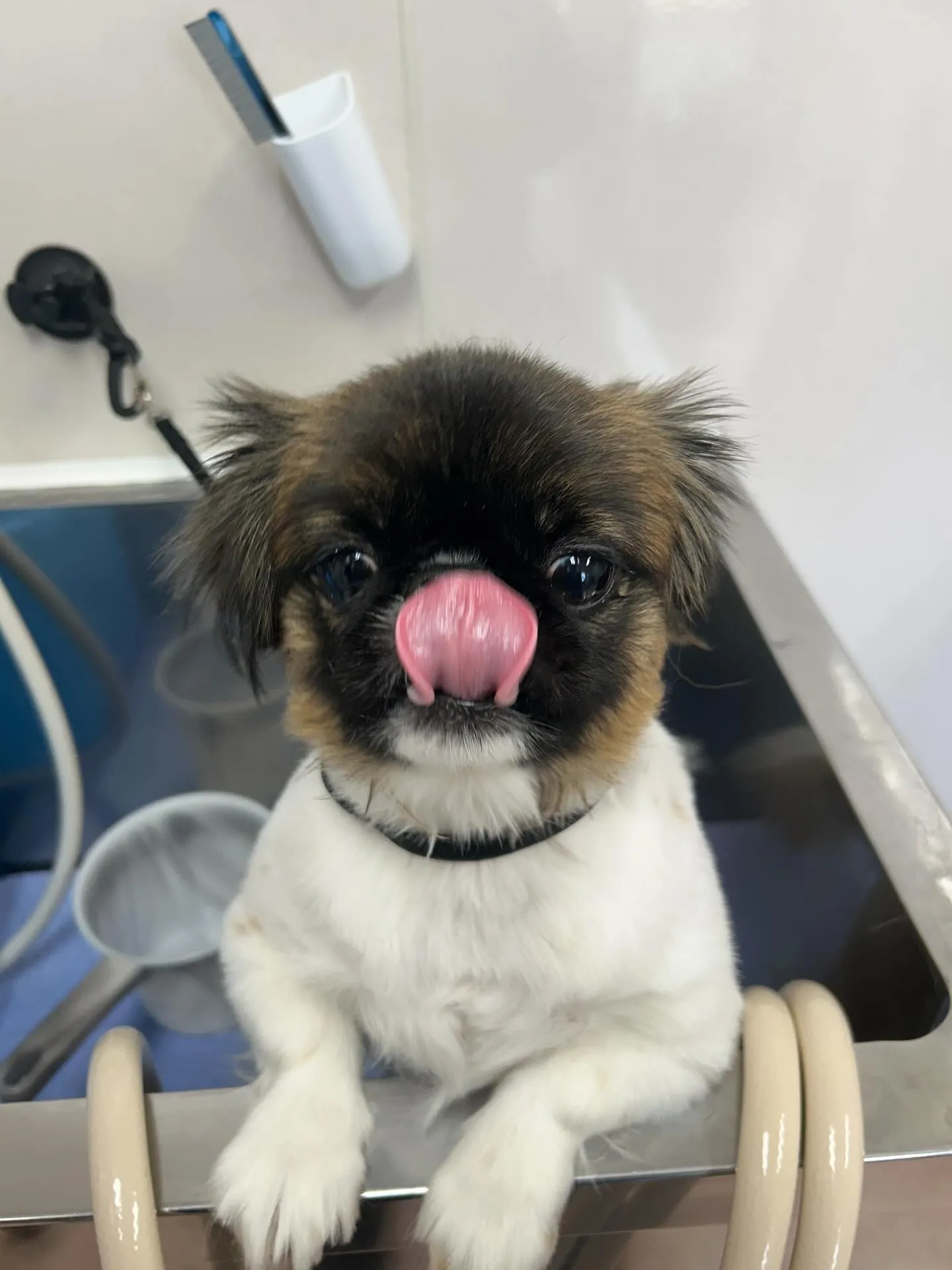 犬のトリミング✂️