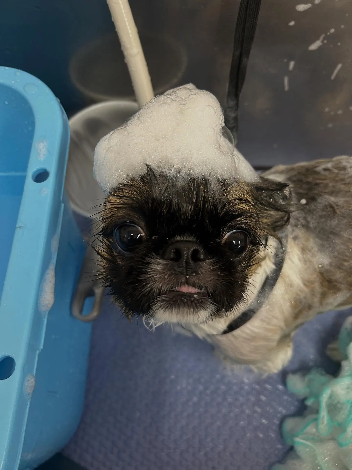 犬のトリミング✂️