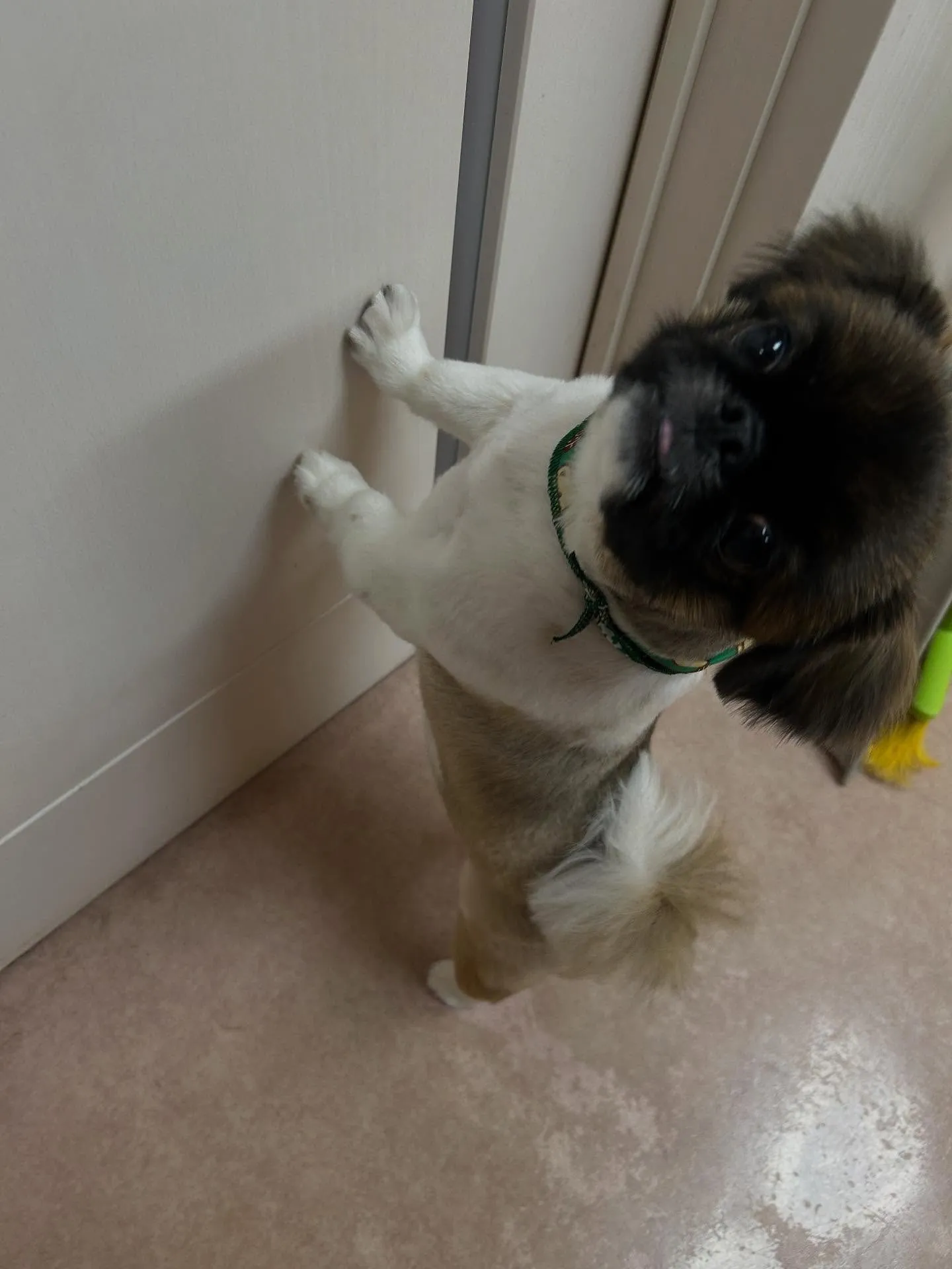 犬のトリミング✂️