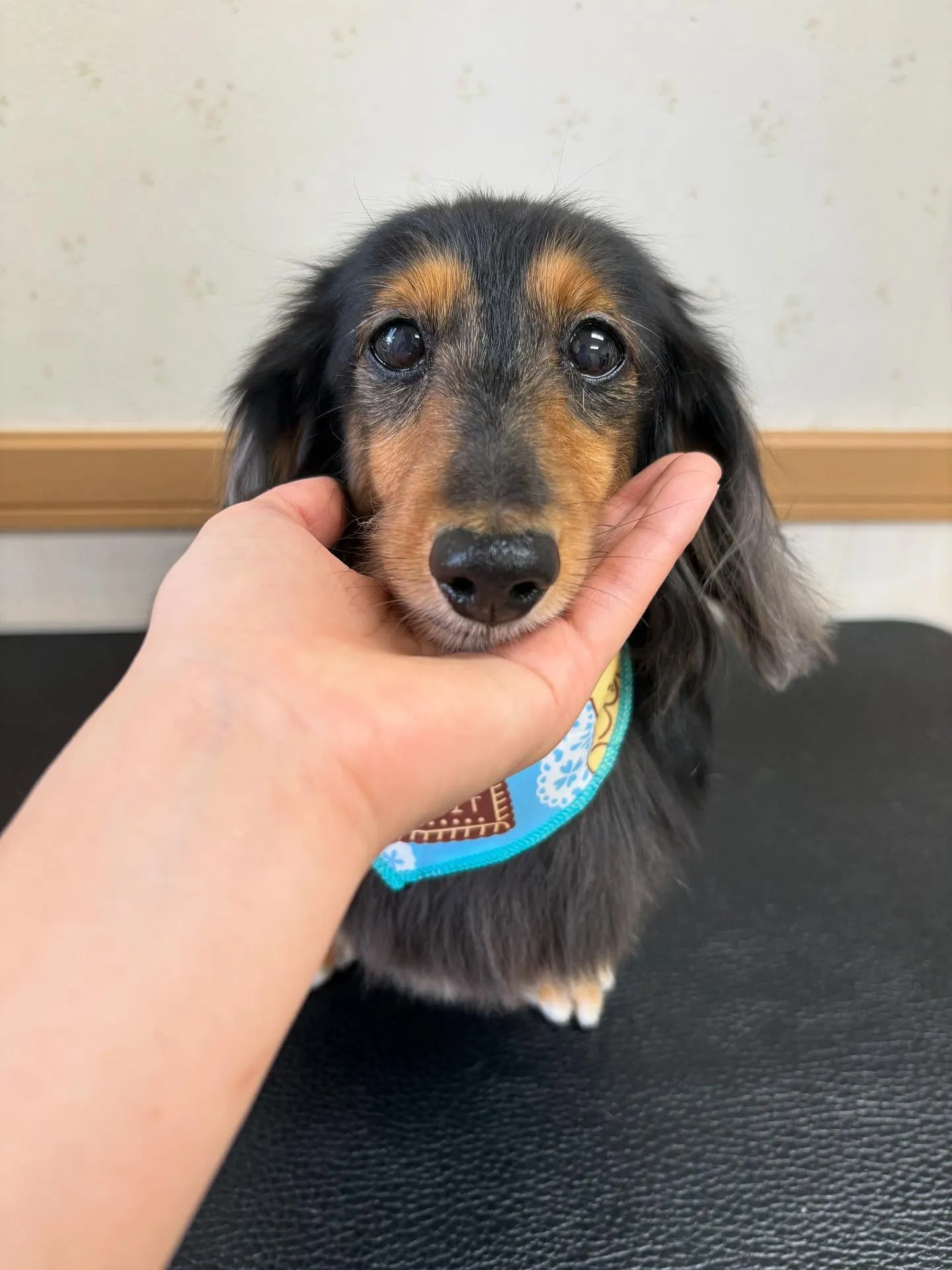 犬のトリミング✂️