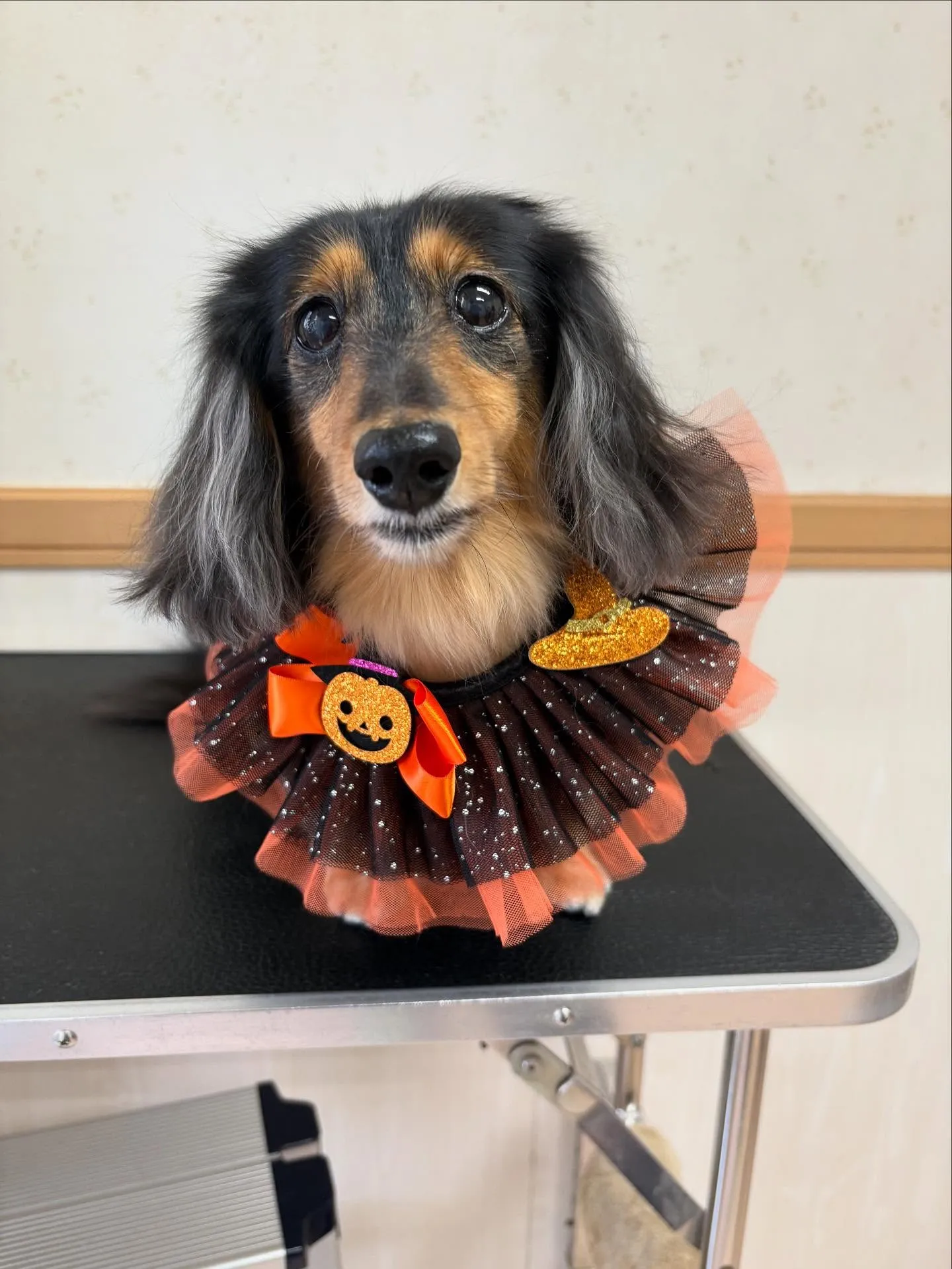 犬のトリミング✂️