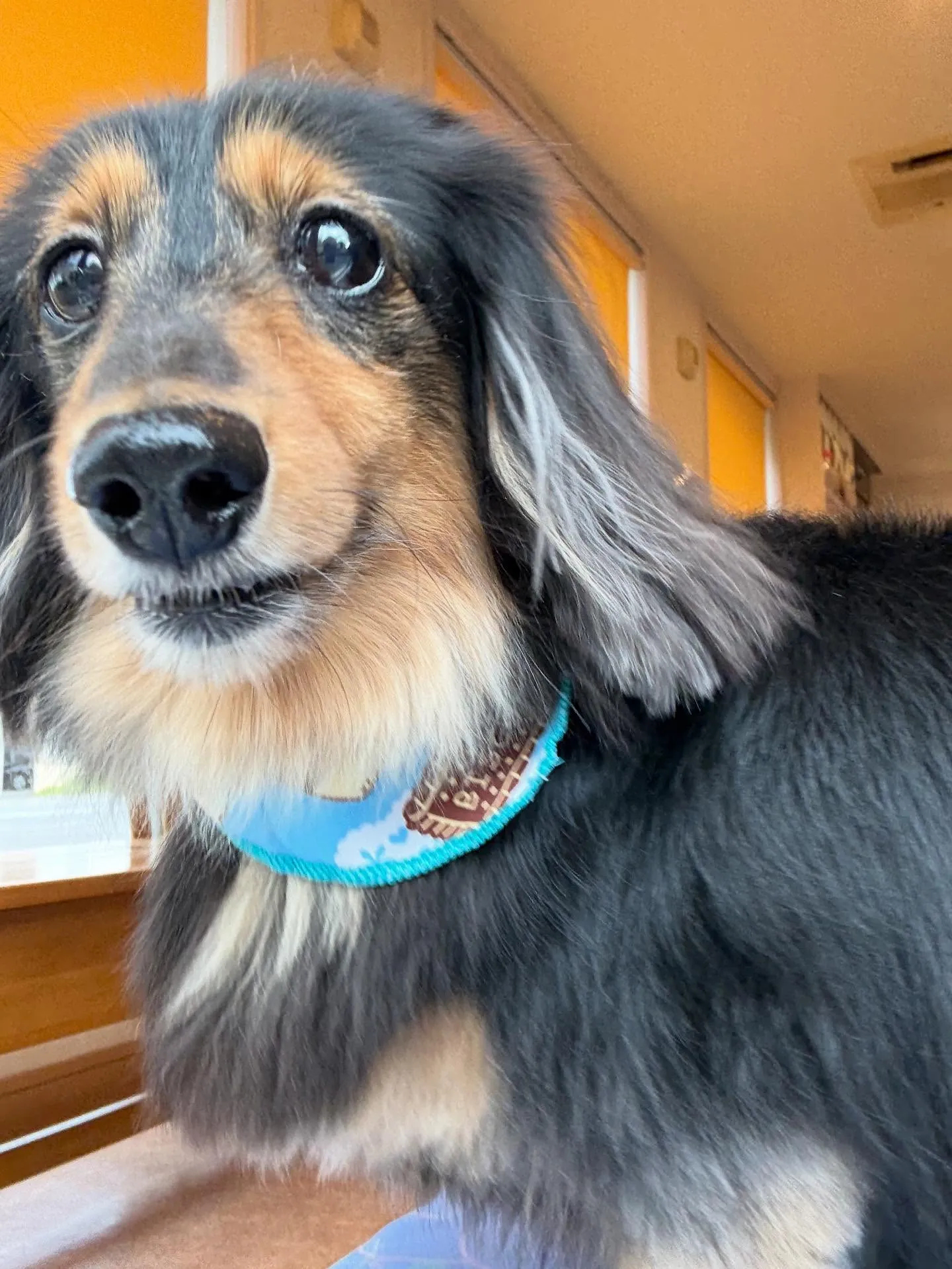 犬のトリミング✂️
