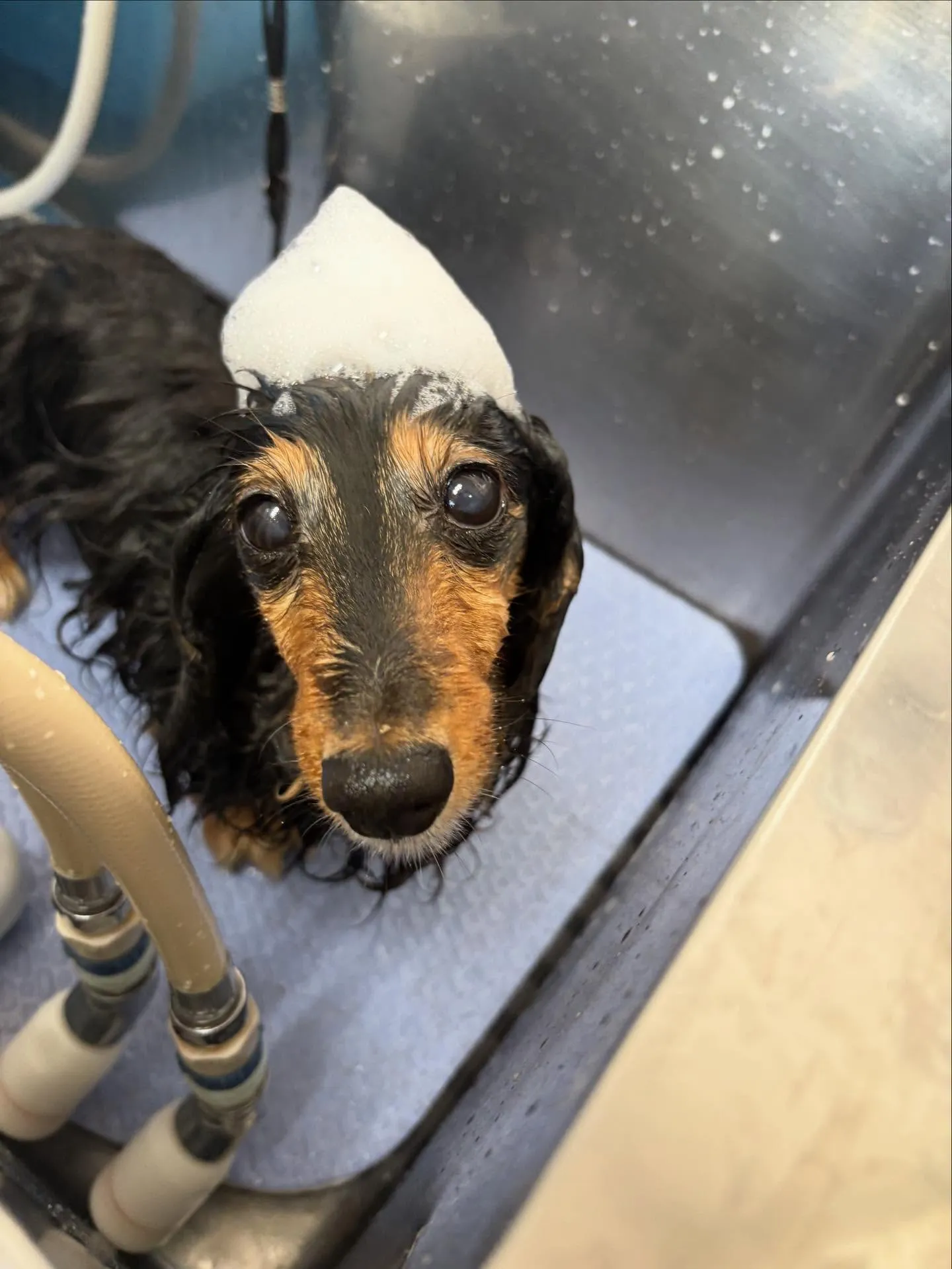 犬のトリミング✂️