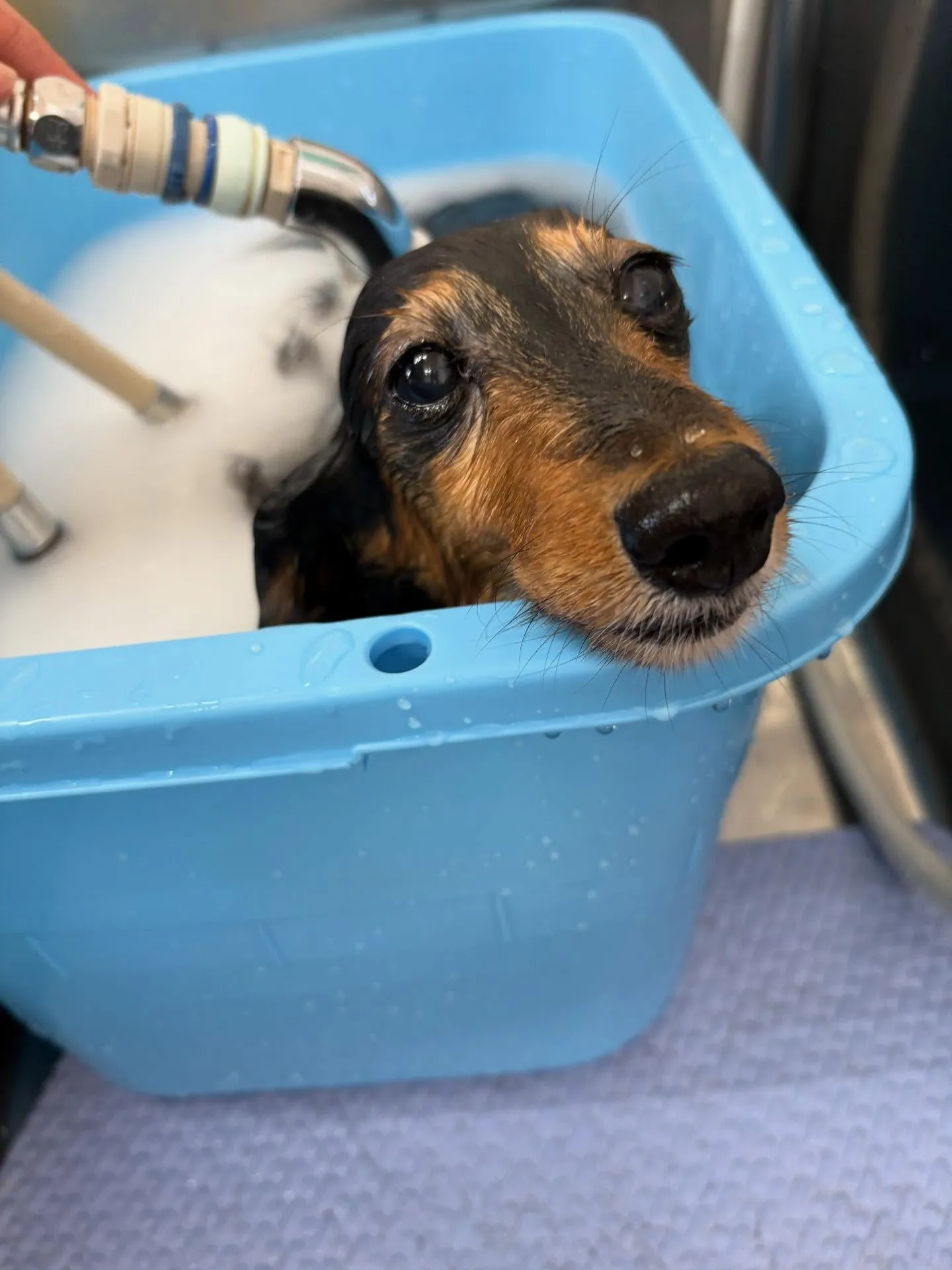 犬のトリミング✂️