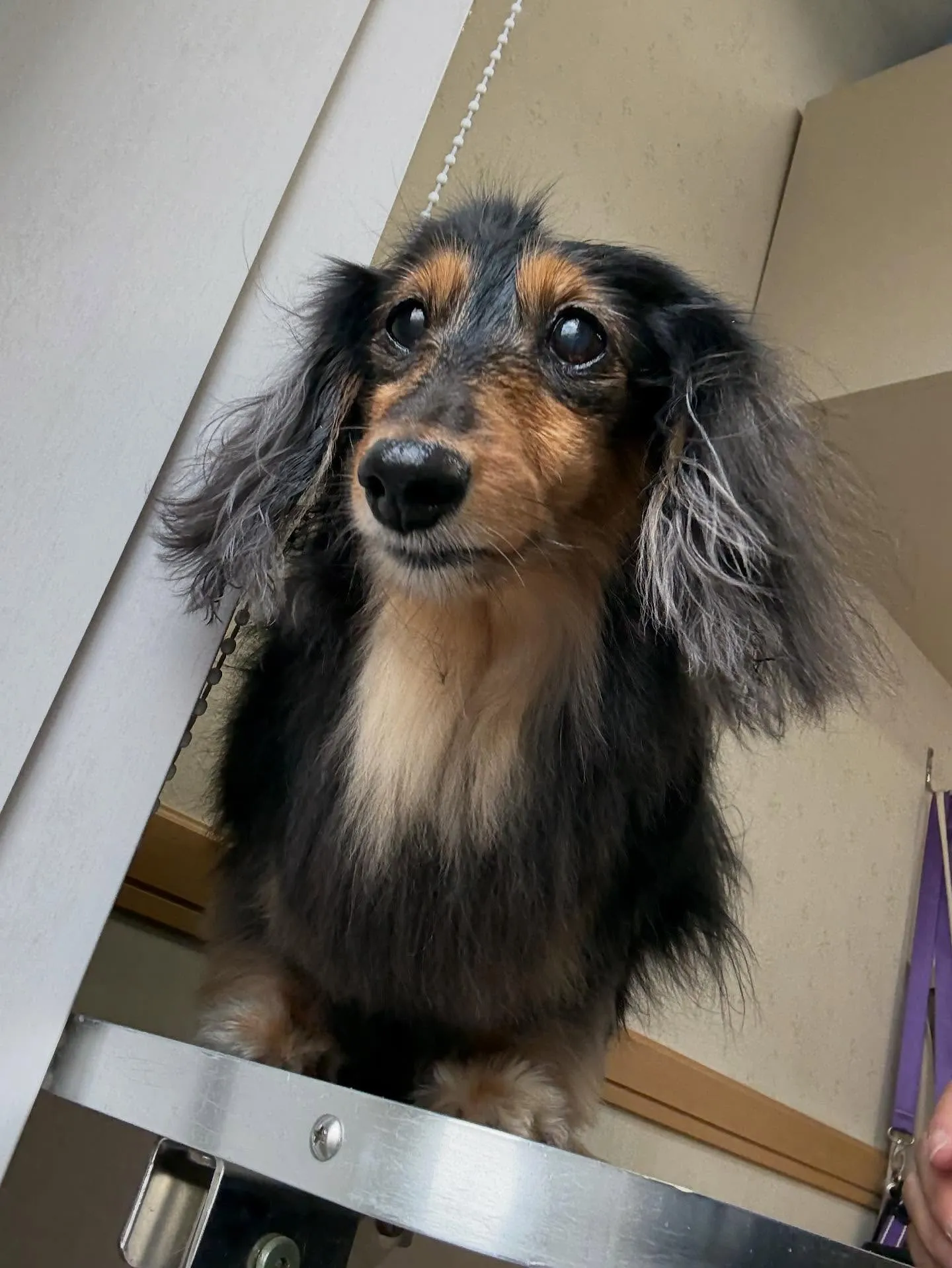 犬のトリミング✂️
