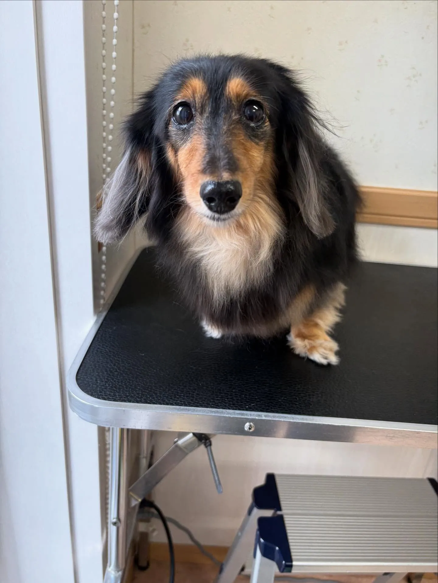 犬のトリミング✂️