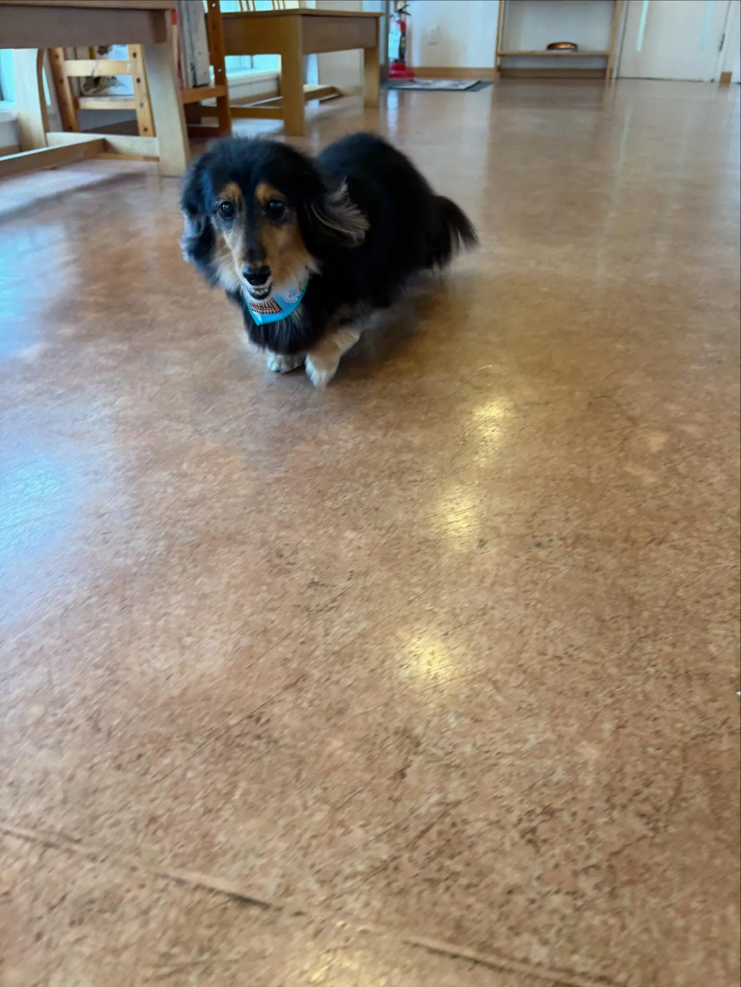 犬のトリミング✂️