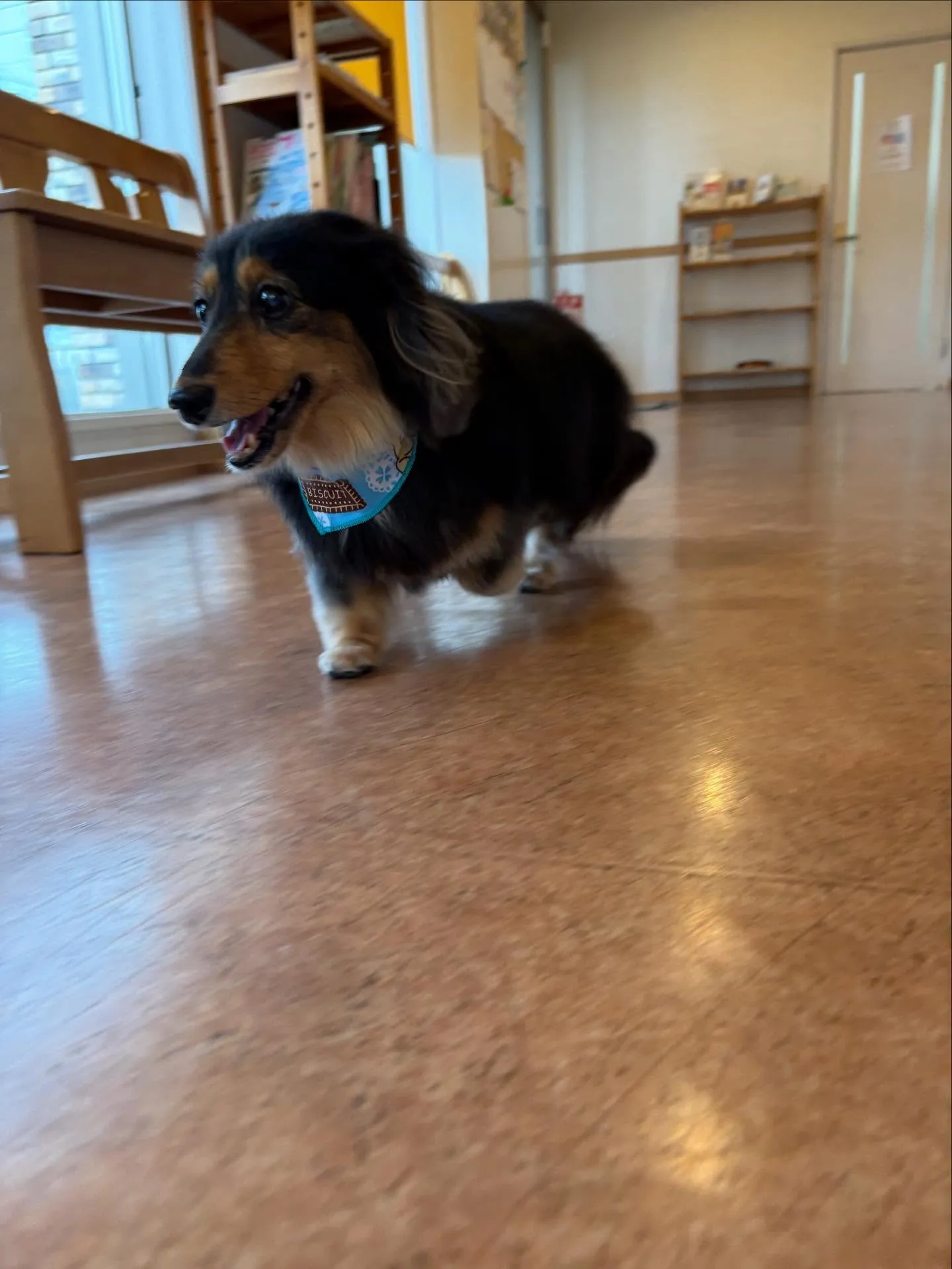 犬のトリミング✂️