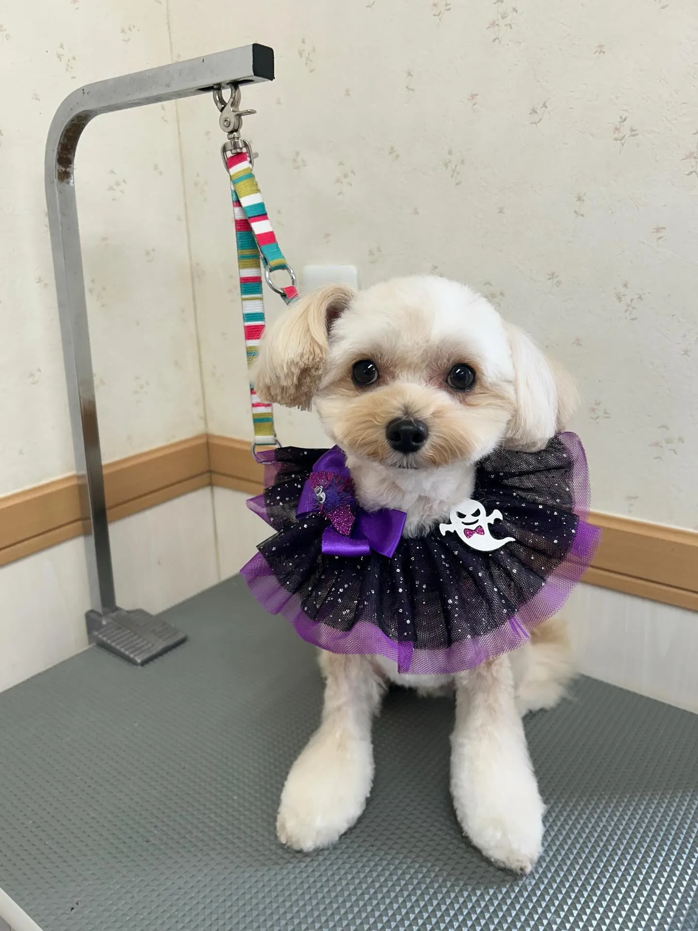 犬のトリミング✂️