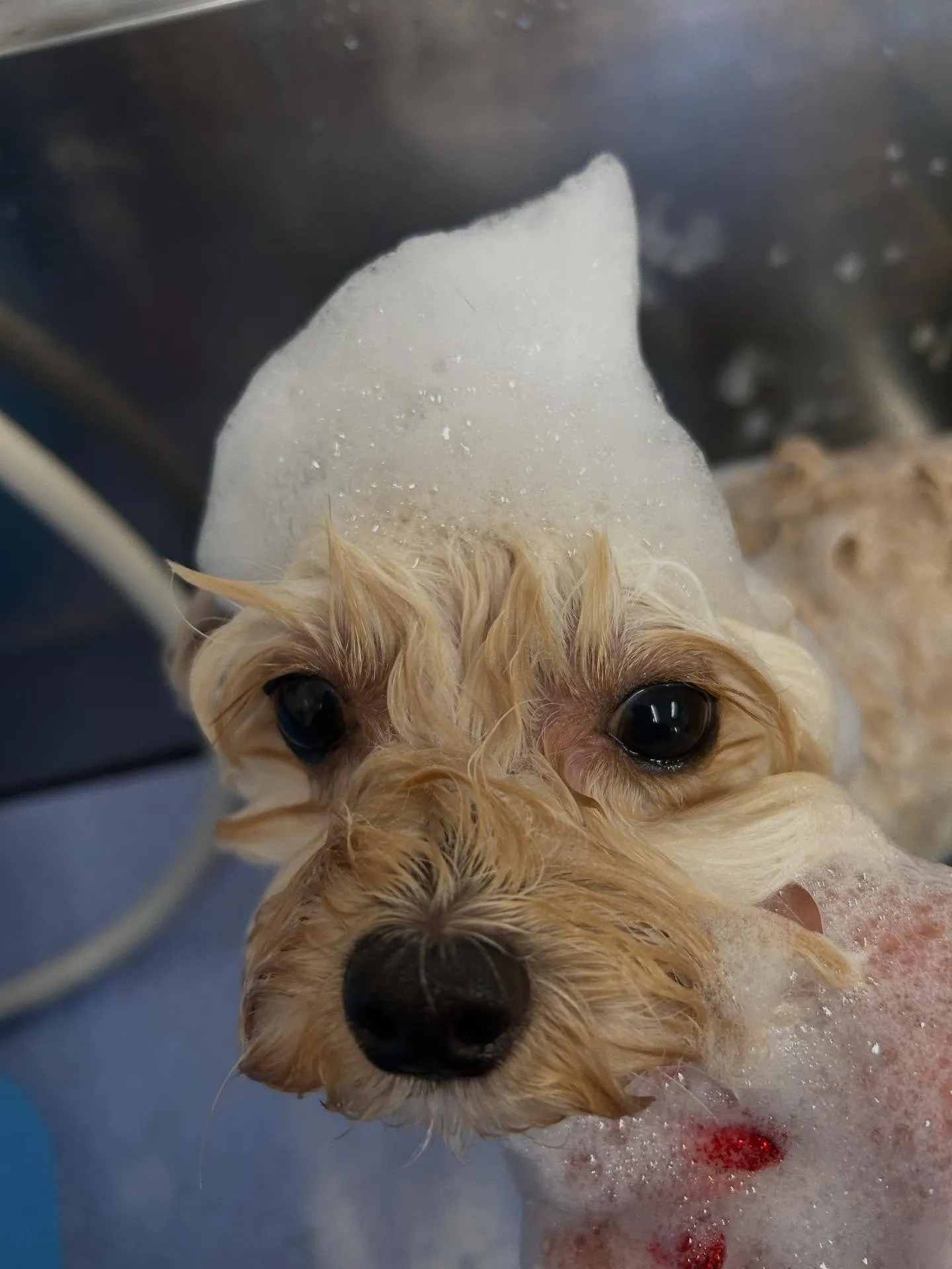 犬のトリミング✂️