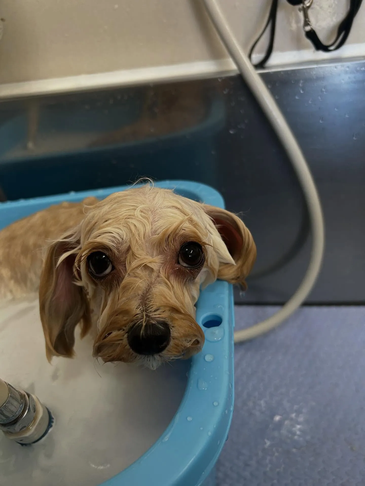 犬のトリミング✂️
