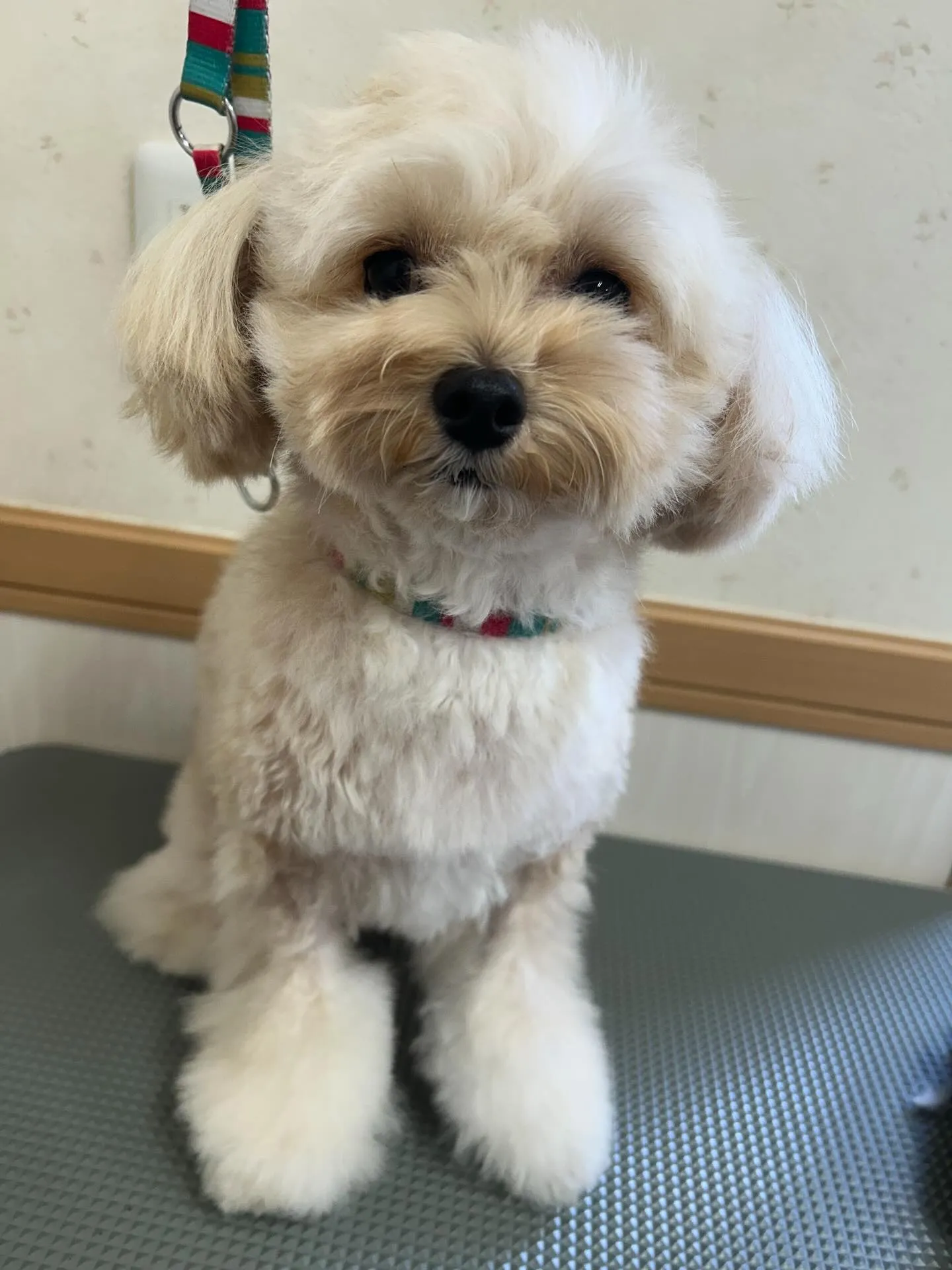 犬のトリミング✂️