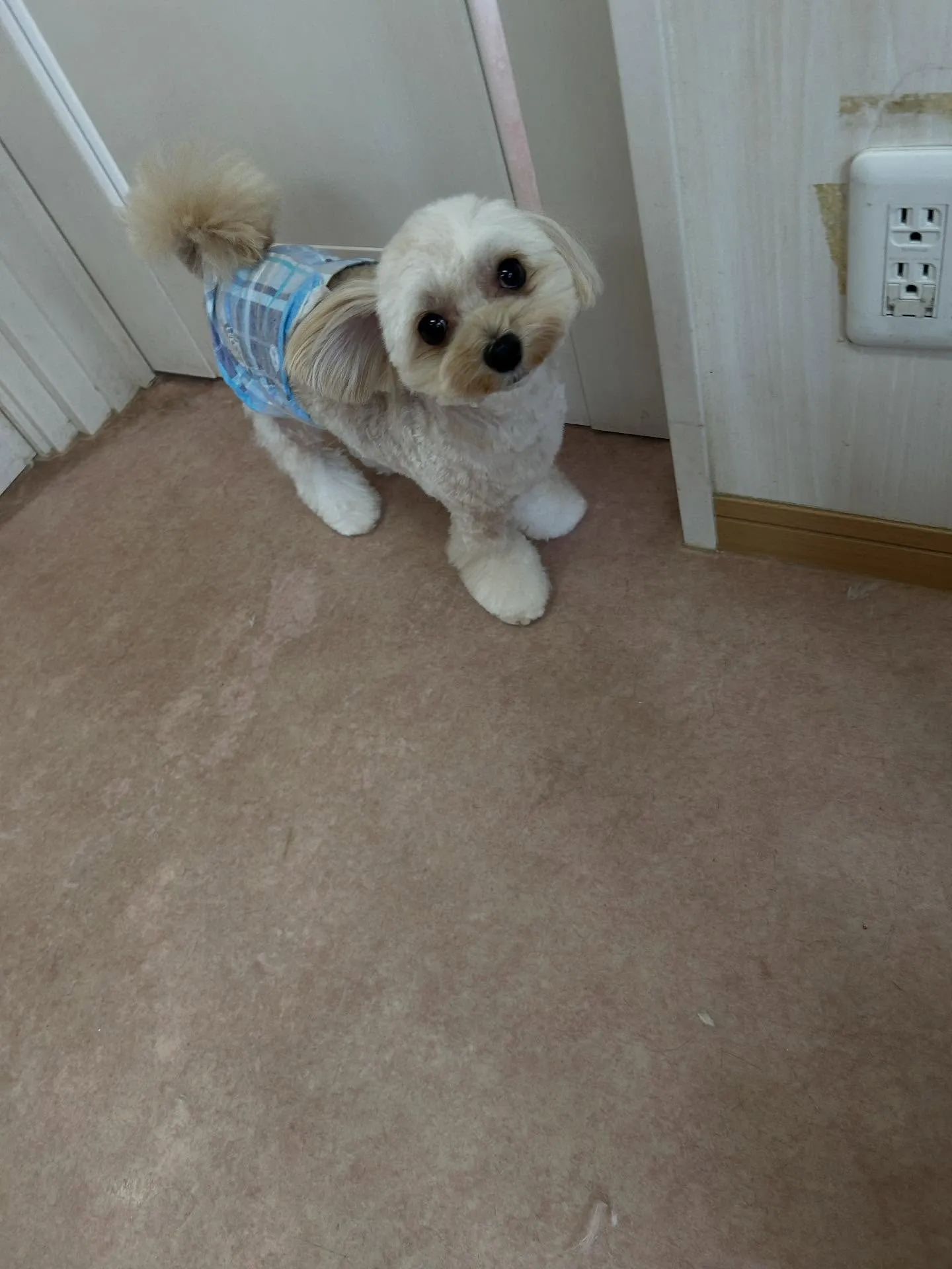 犬のトリミング✂️