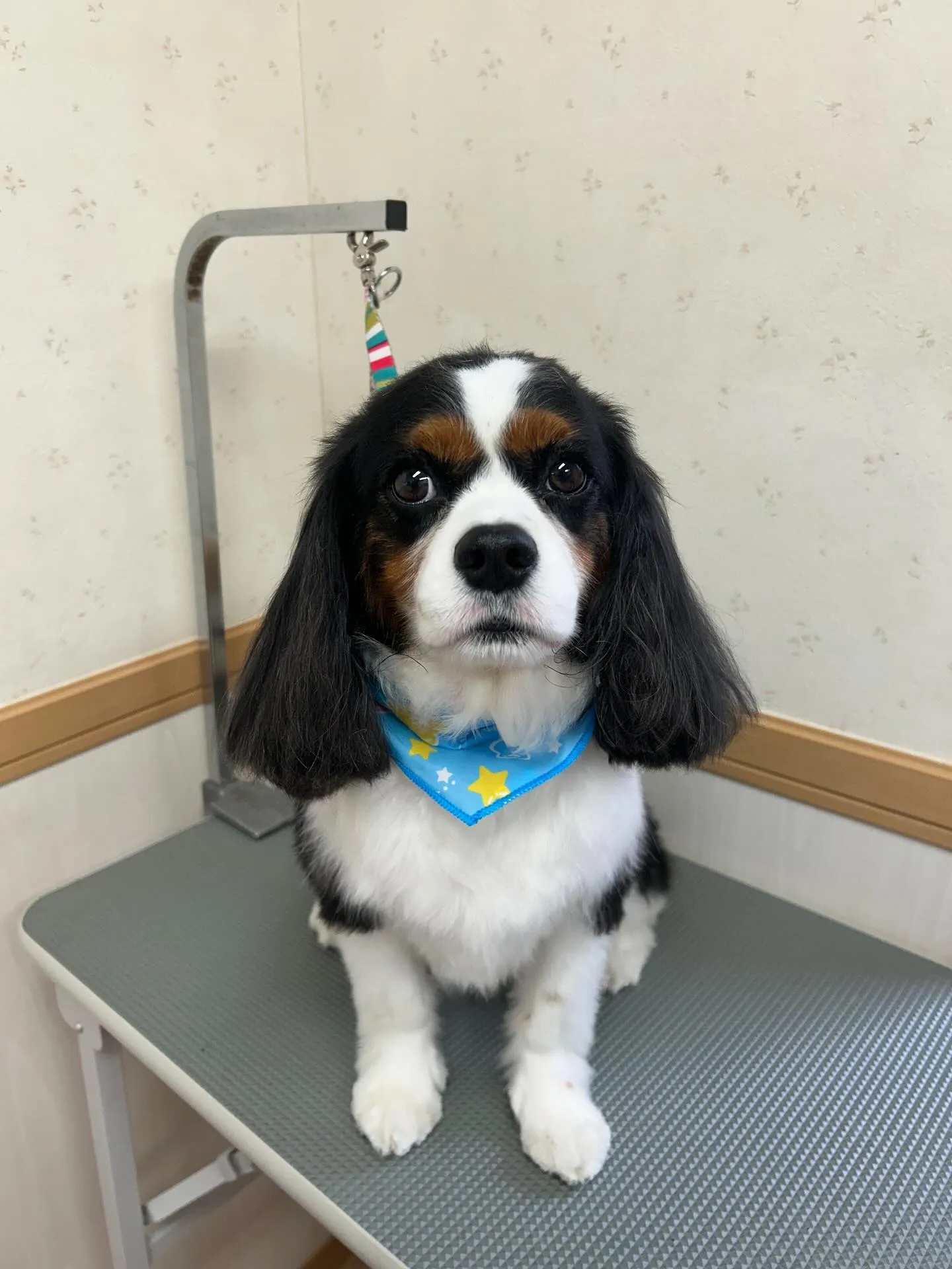 犬のトリミング✂️