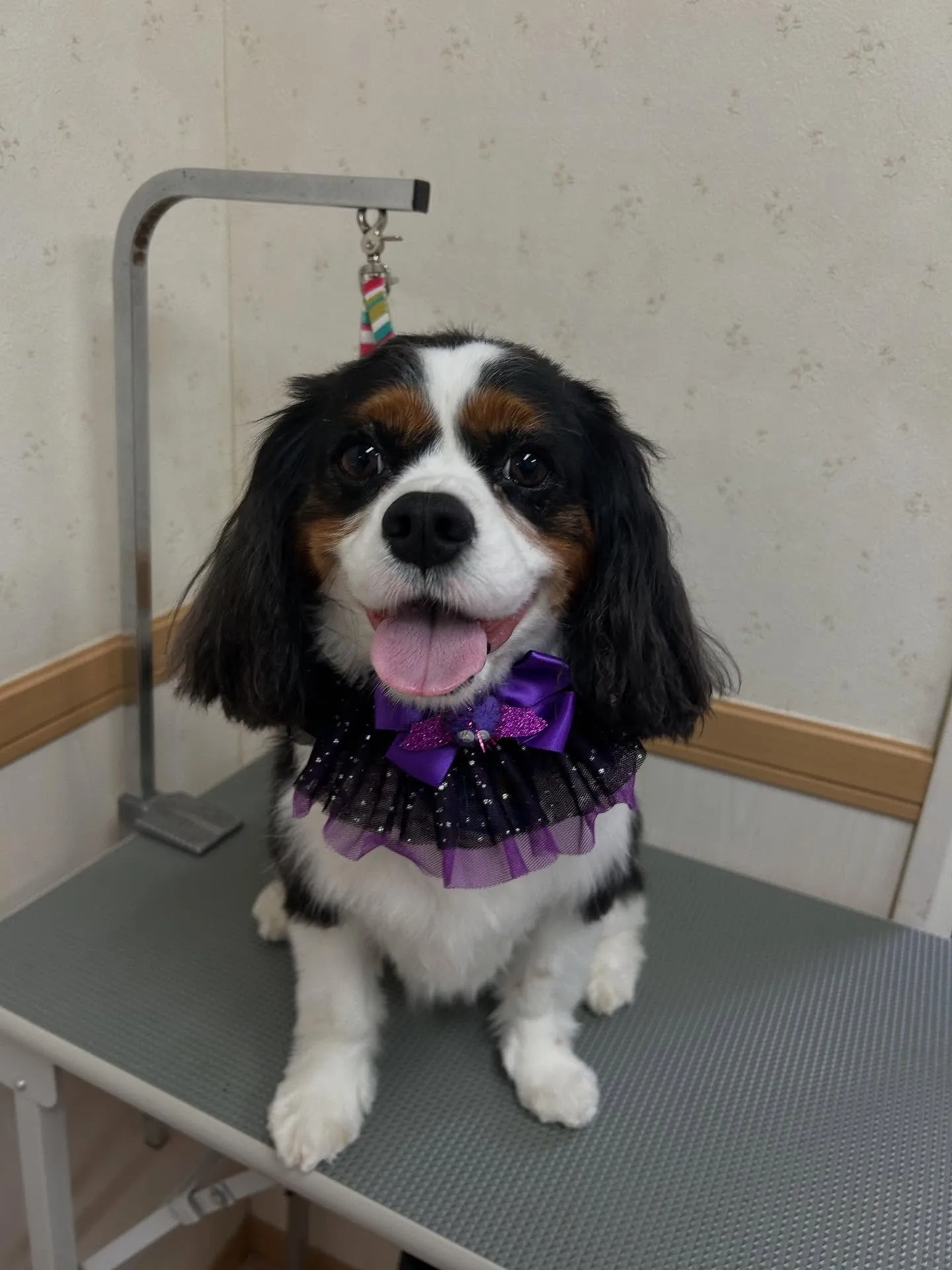 犬のトリミング✂️