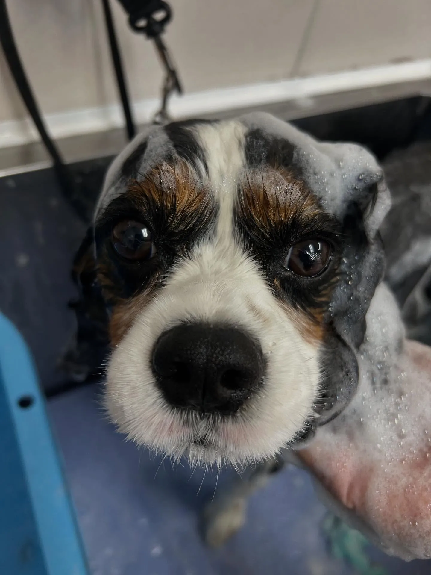 犬のトリミング✂️