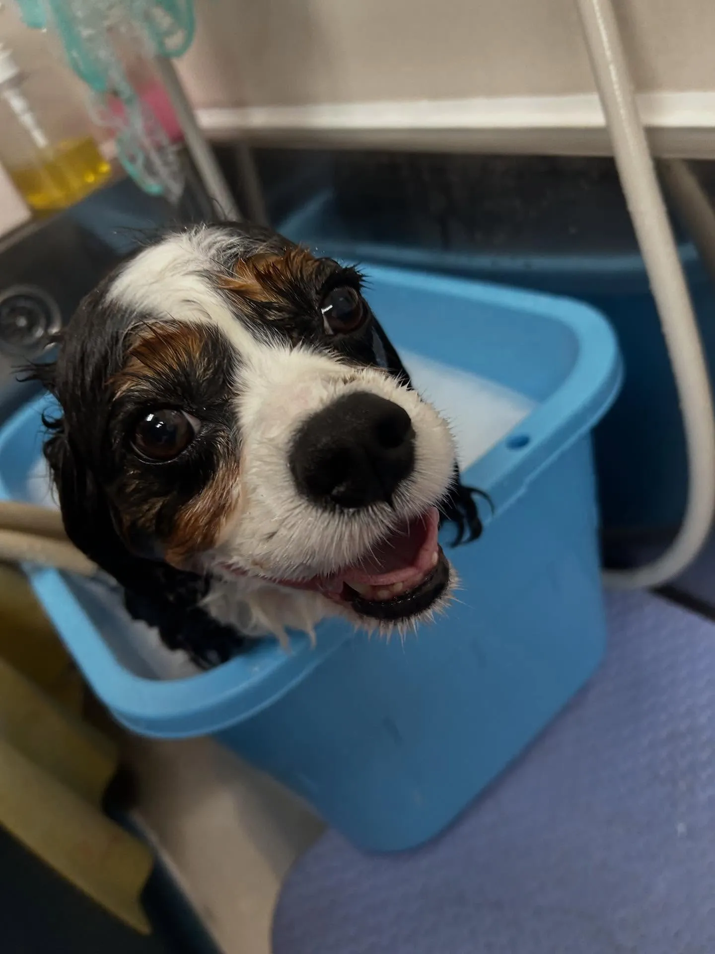 犬のトリミング✂️