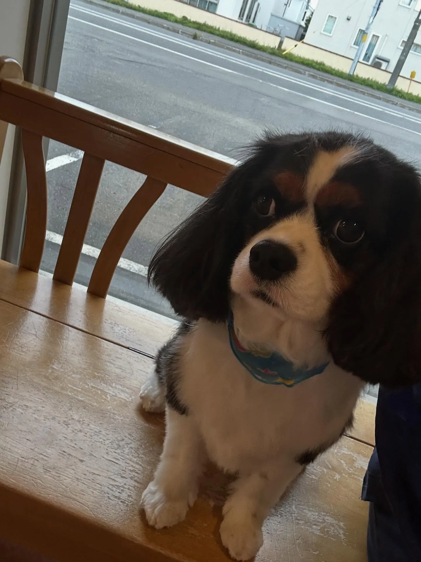 犬のトリミング✂️