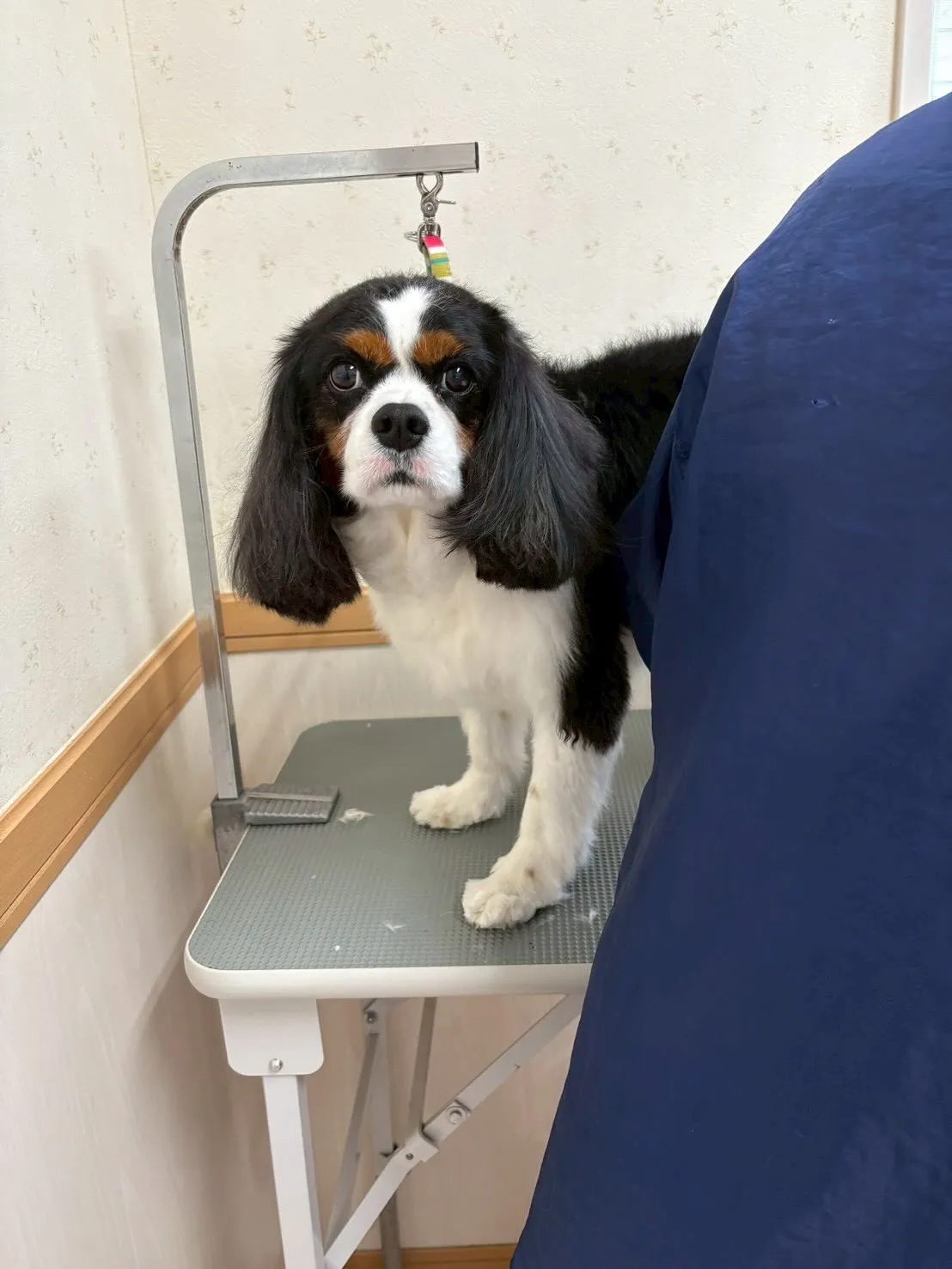 犬のトリミング✂️