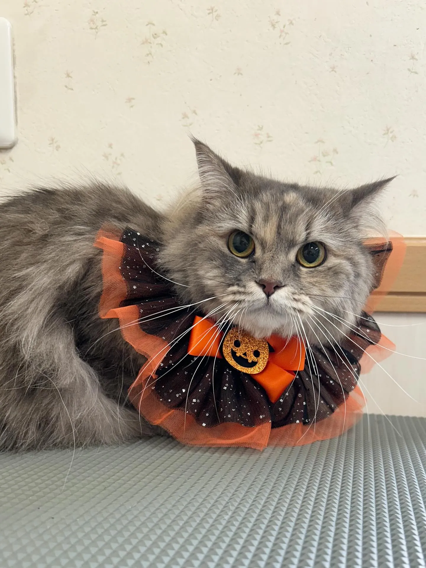 猫のトリミング✂️