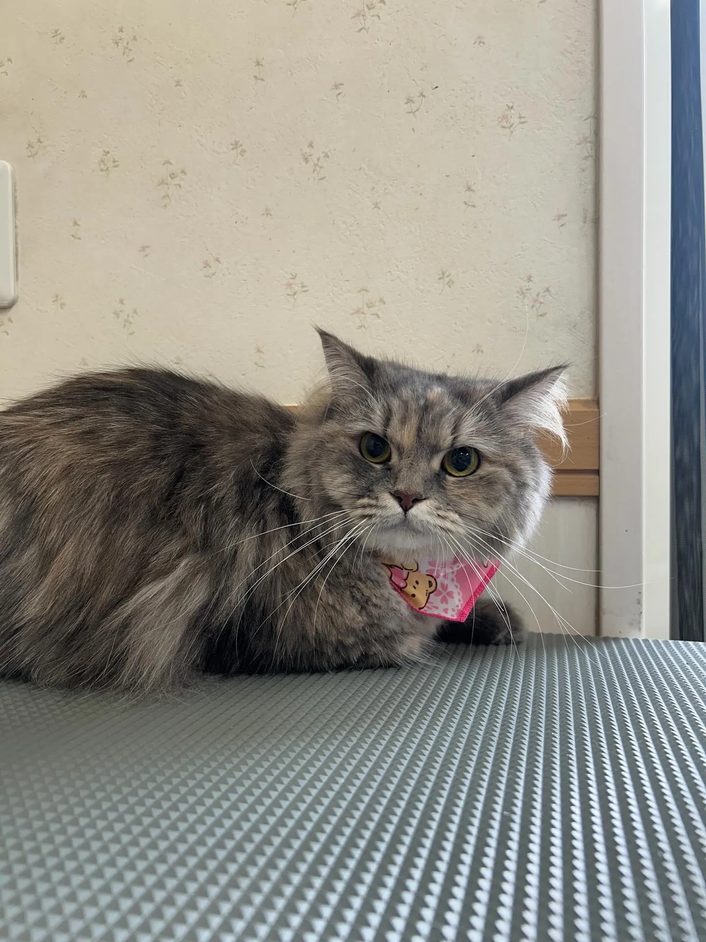 猫のトリミング✂️