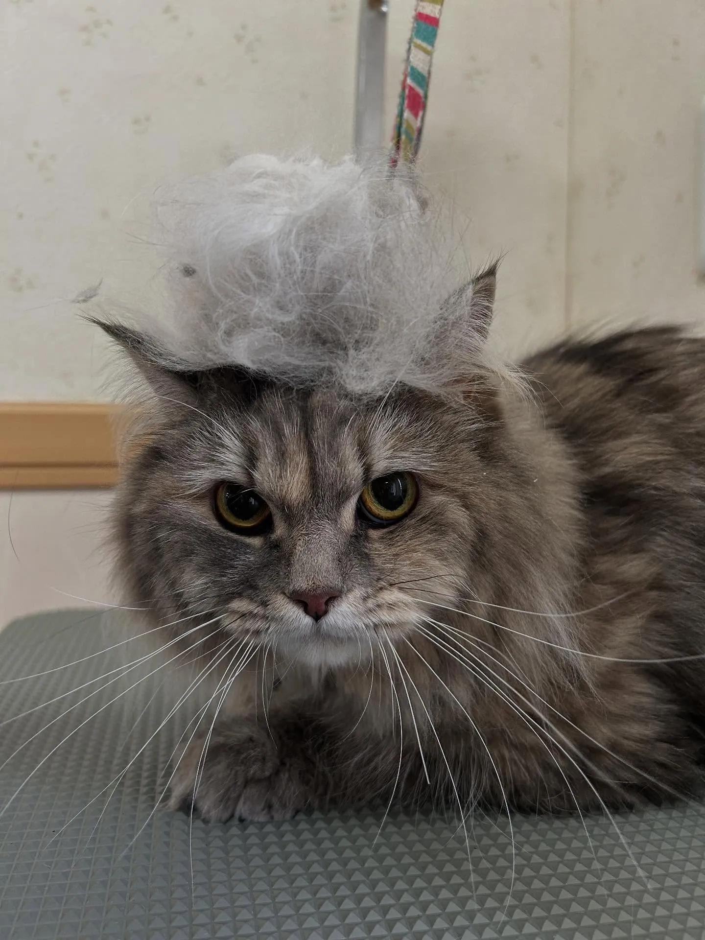 猫のトリミング✂️