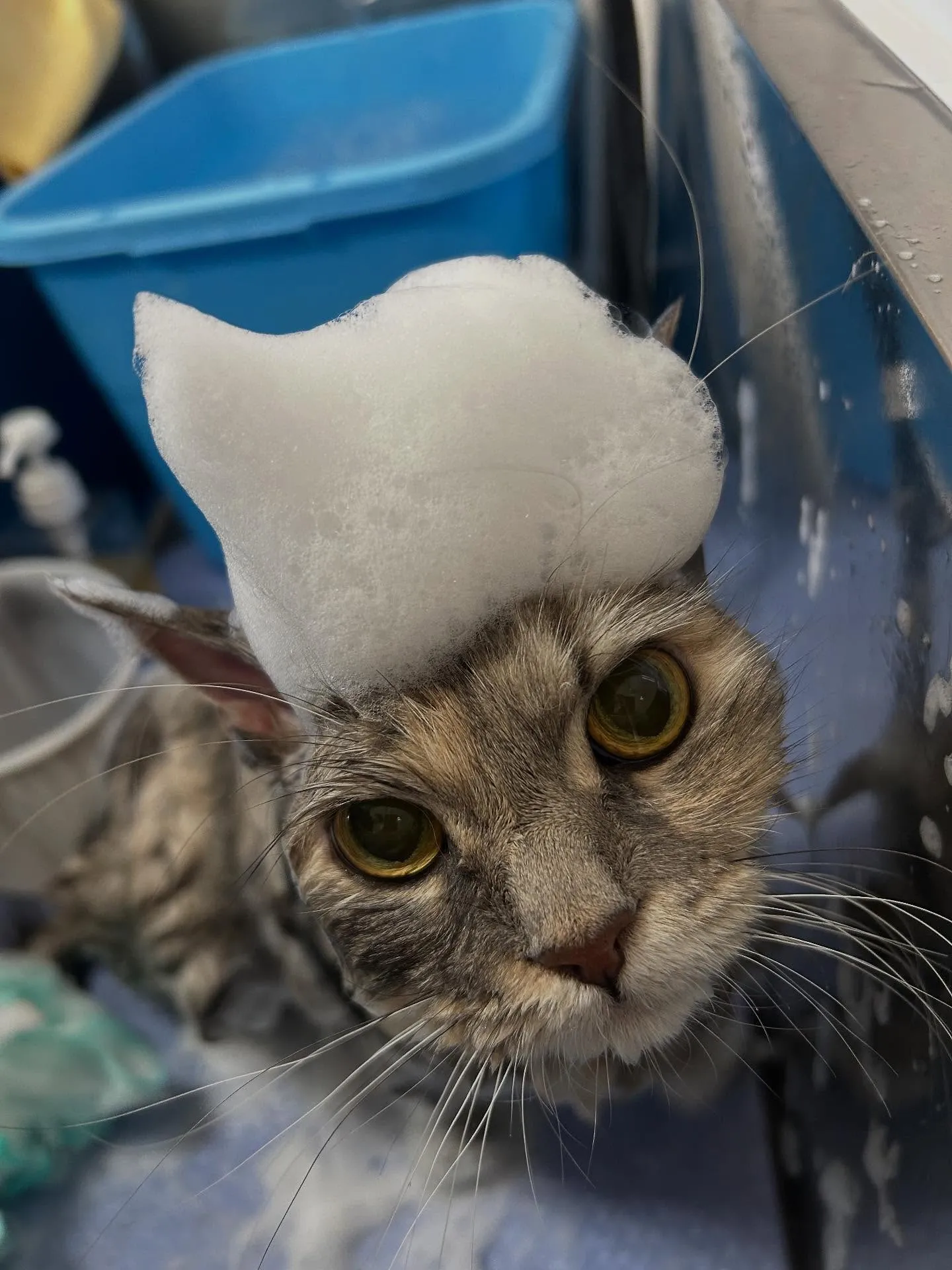 猫のトリミング✂️
