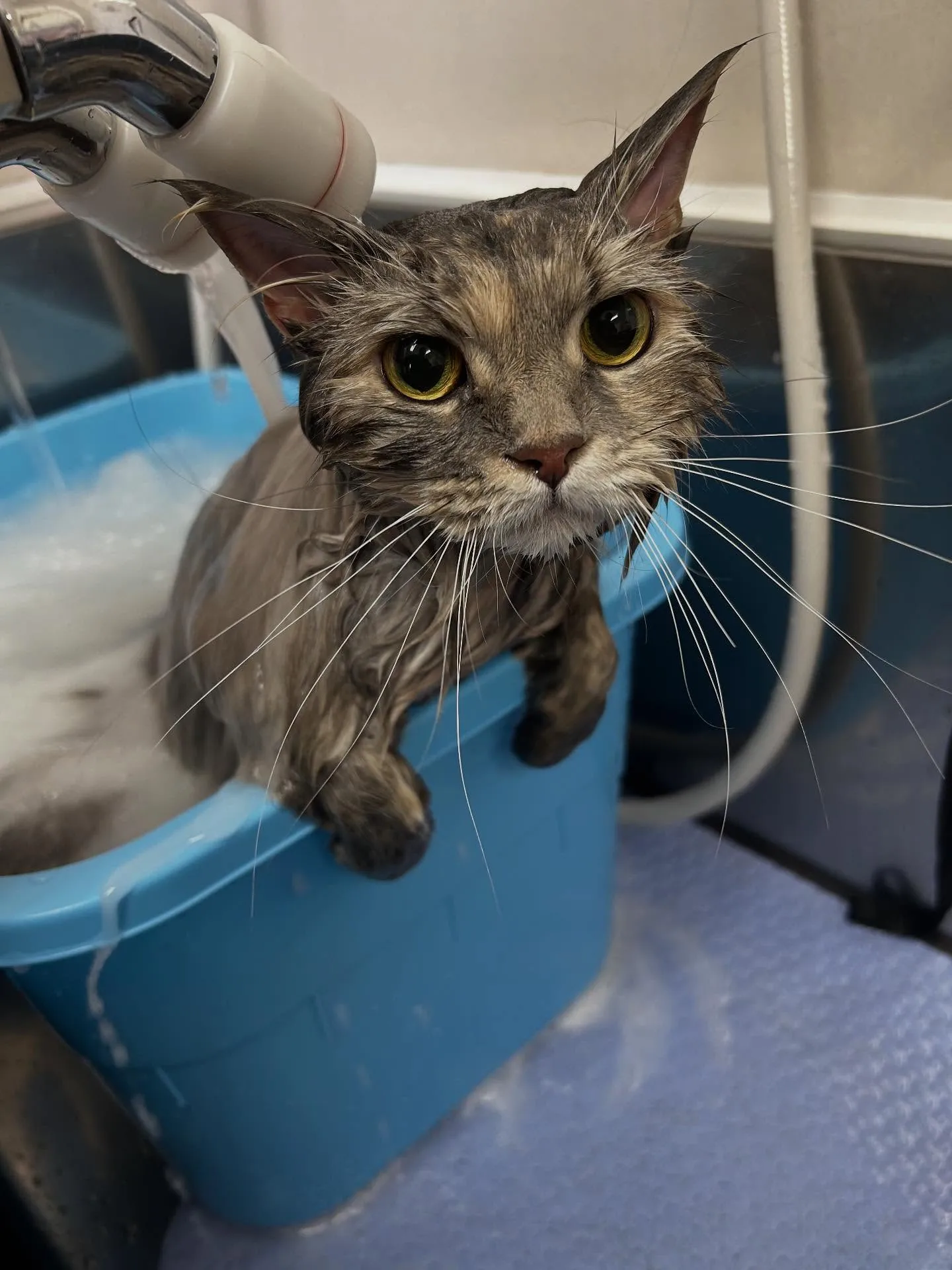 猫のトリミング✂️