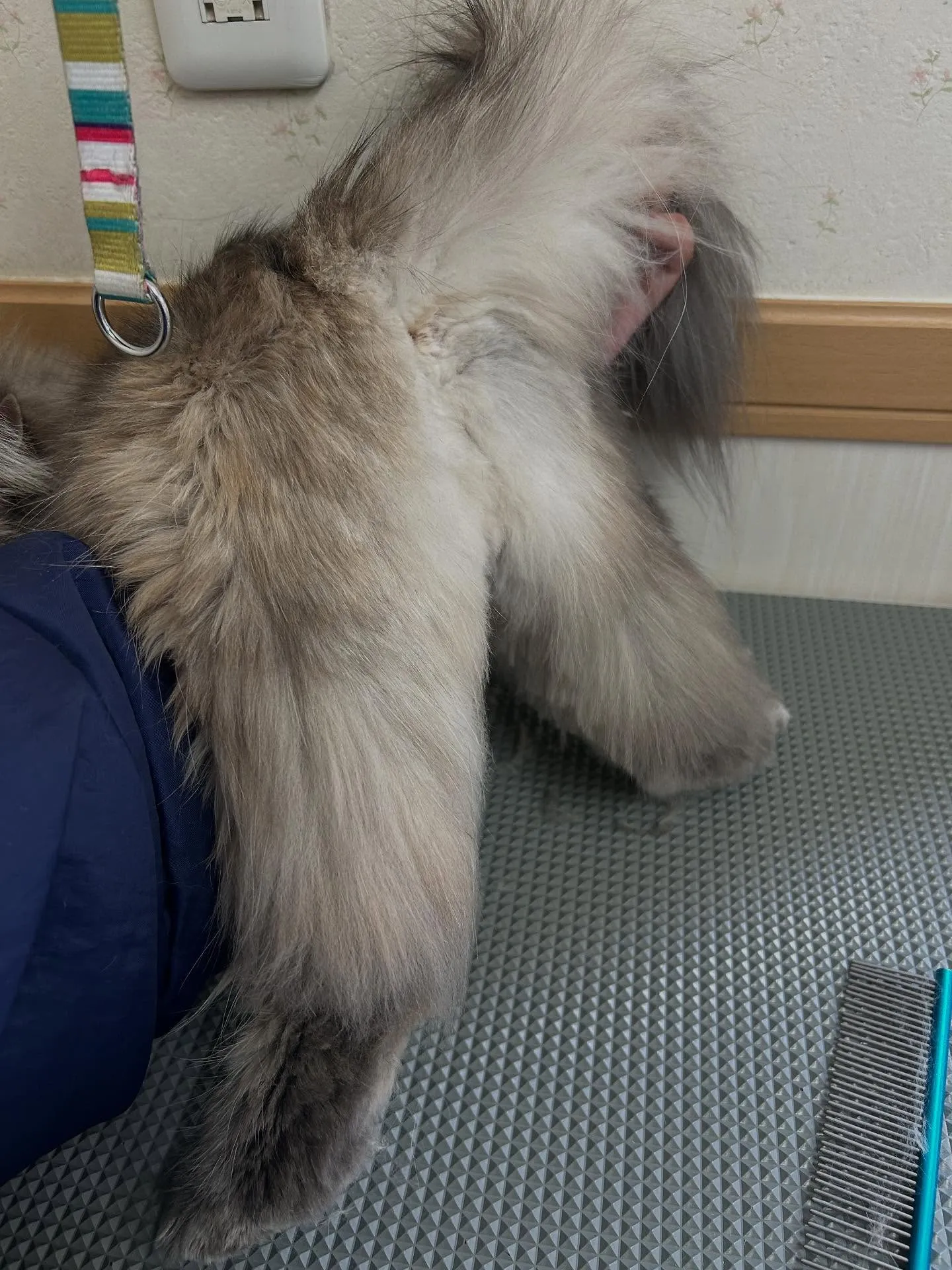 猫のトリミング✂️