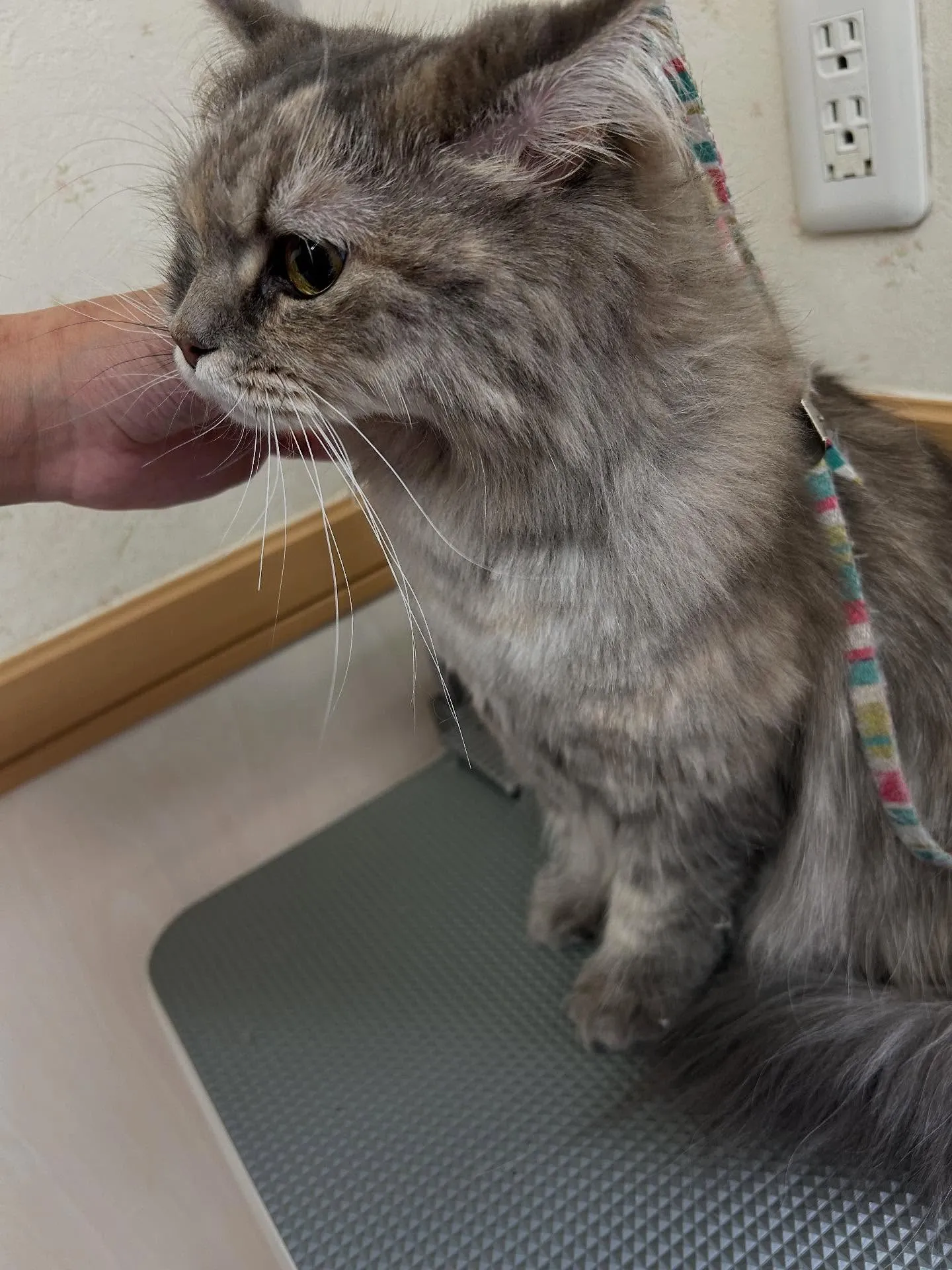 猫のトリミング✂️