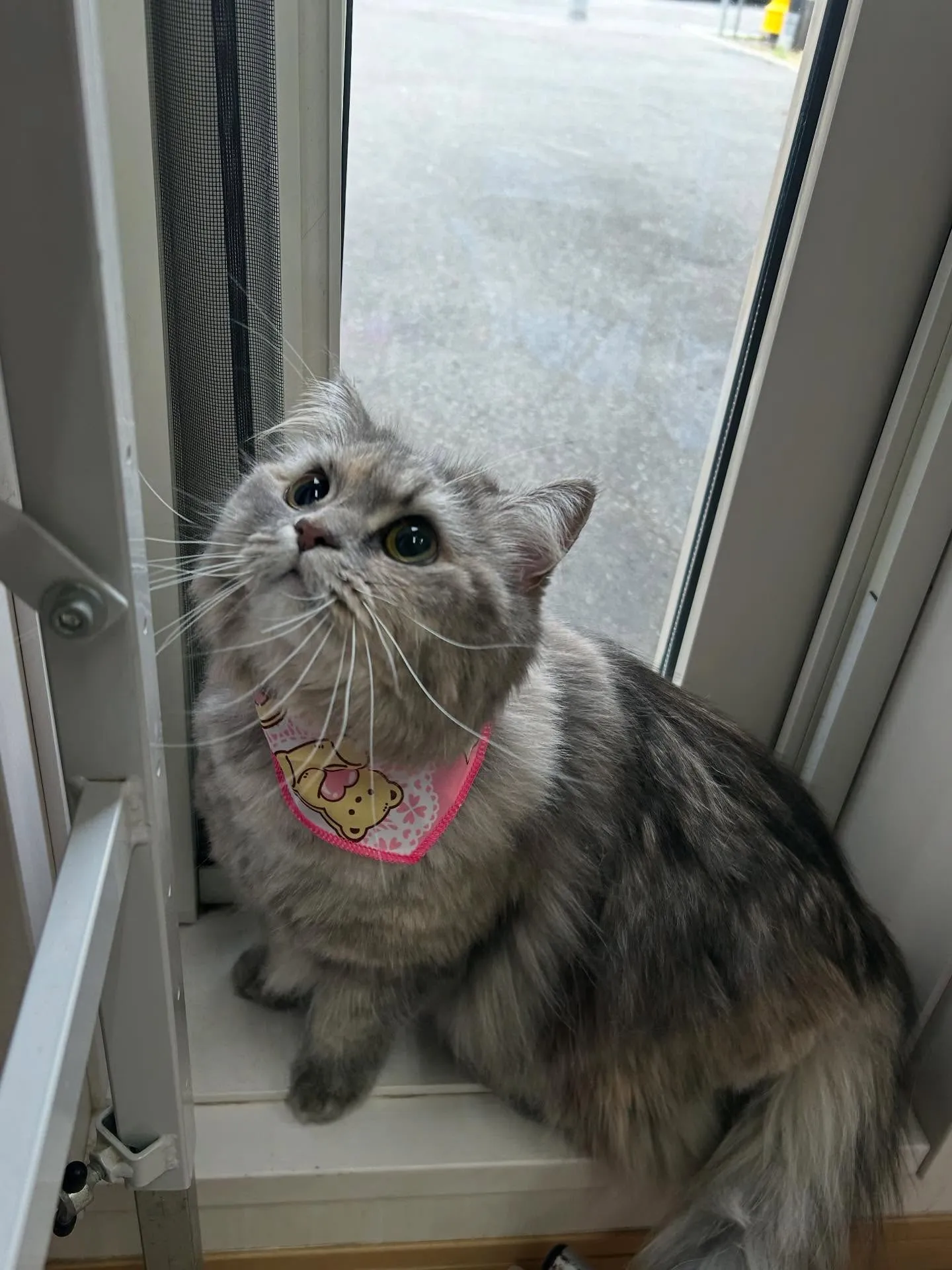 猫のトリミング✂️