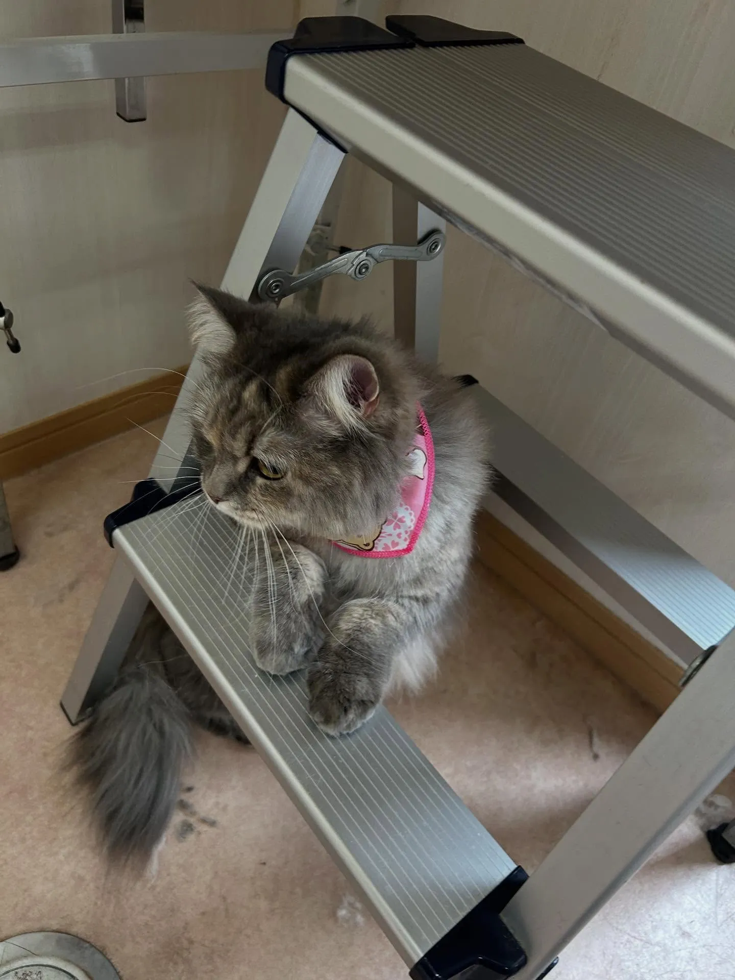 猫のトリミング✂️