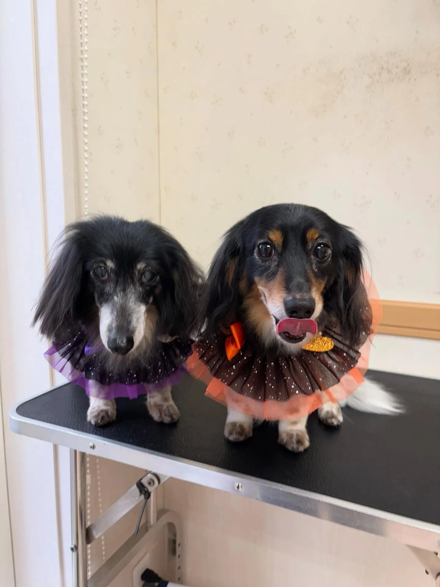 犬のトリミング✂️
