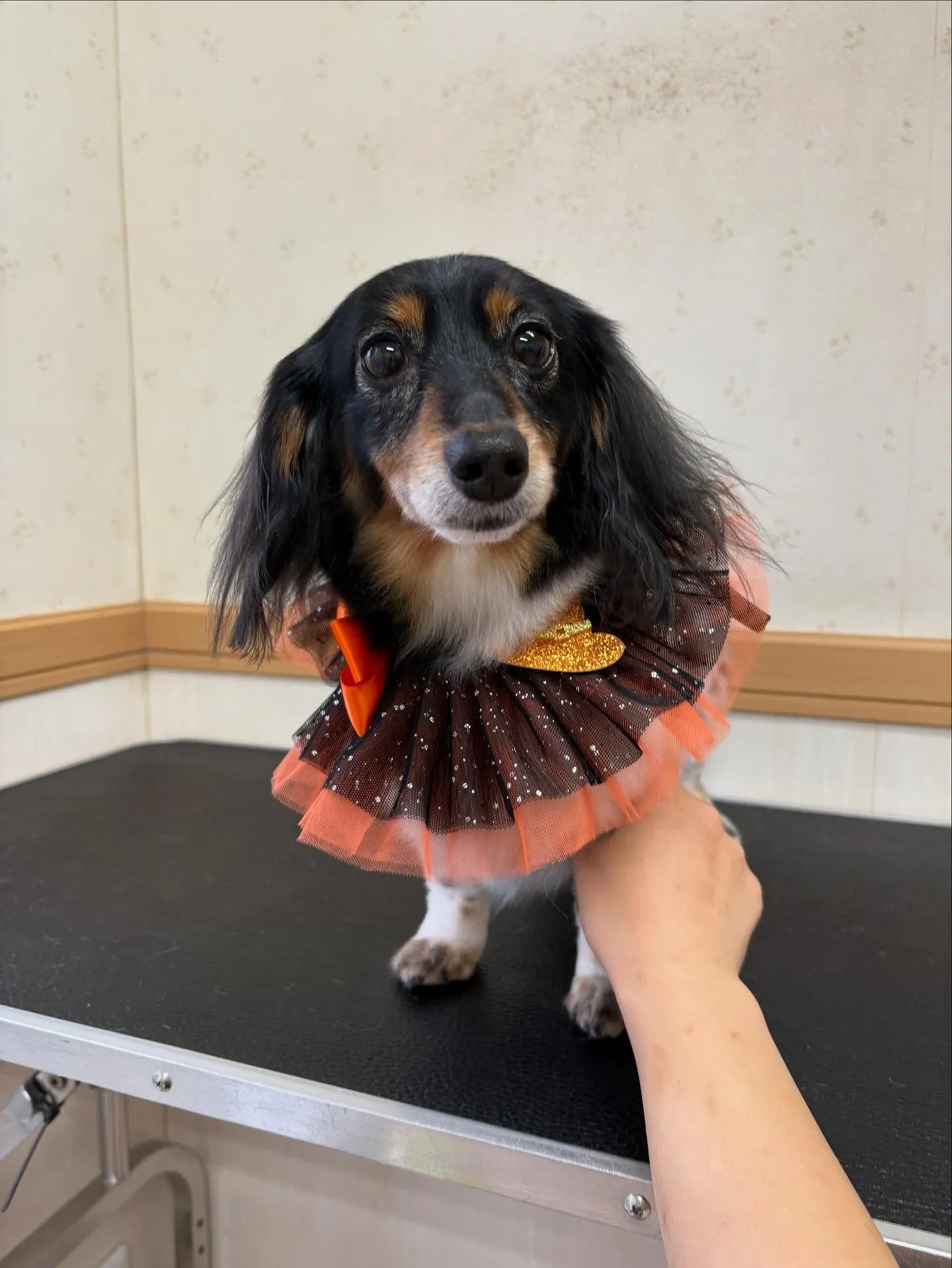 犬のトリミング✂️