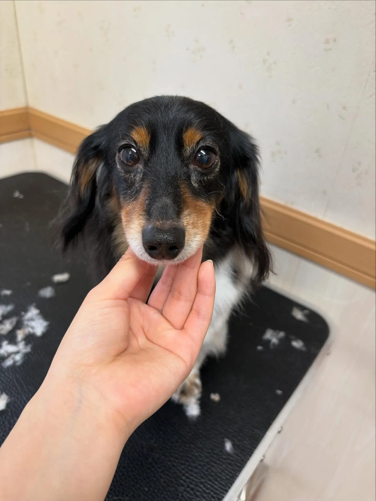 犬のトリミング✂️