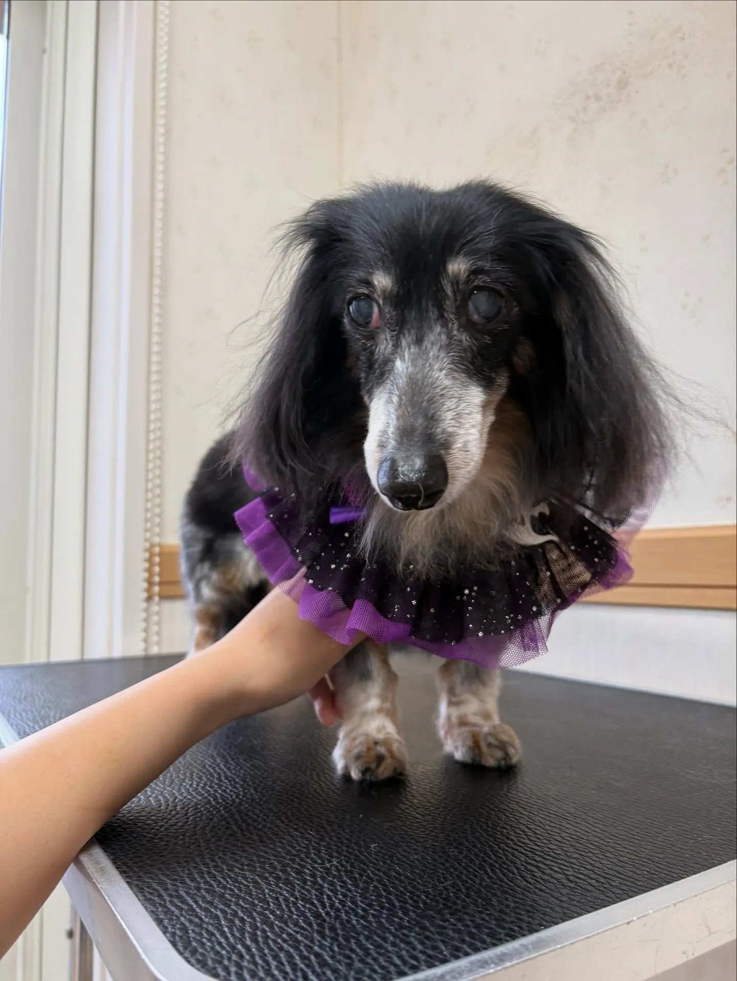 犬のトリミング✂️