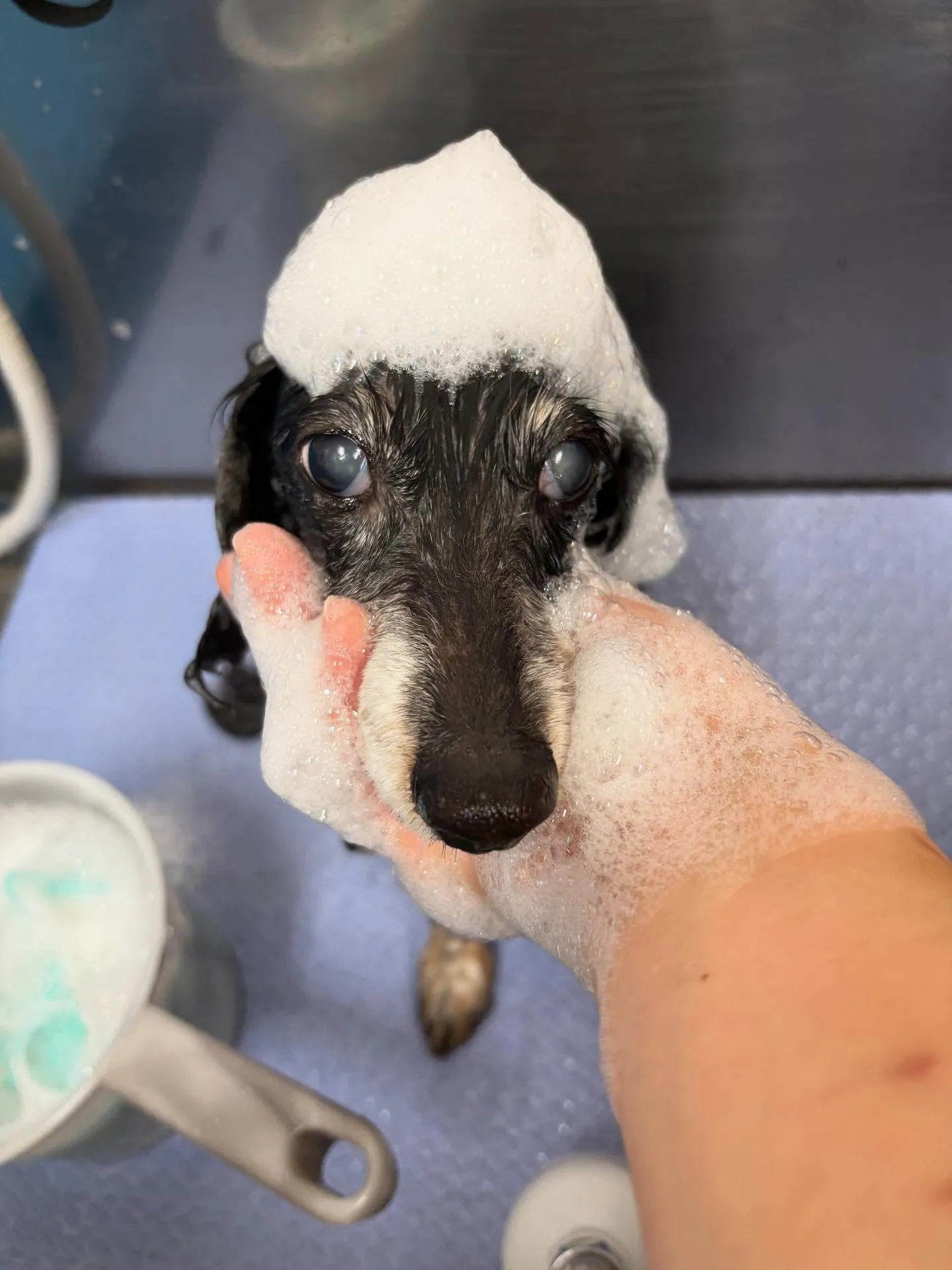 犬のトリミング✂️