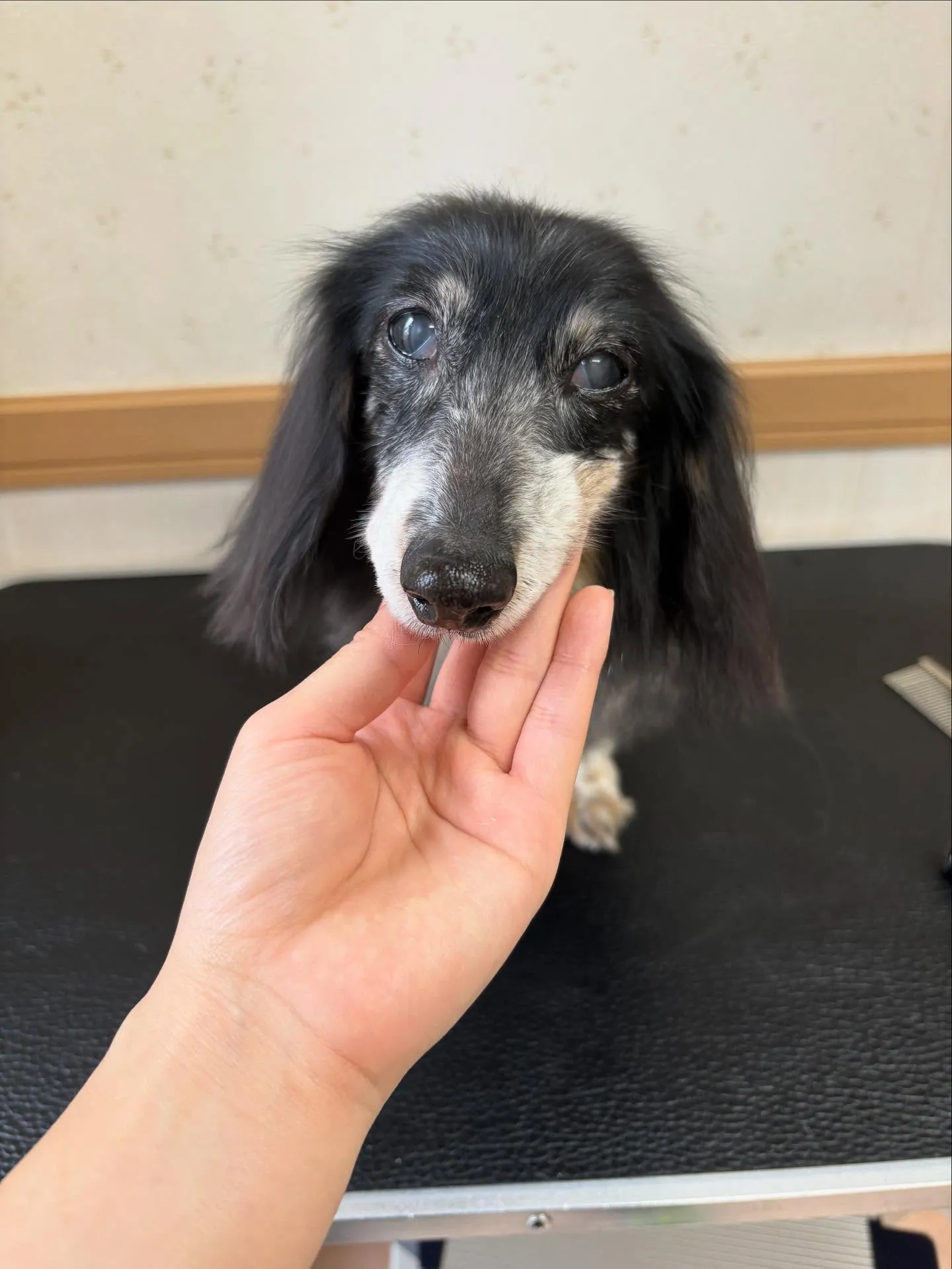 犬のトリミング✂️