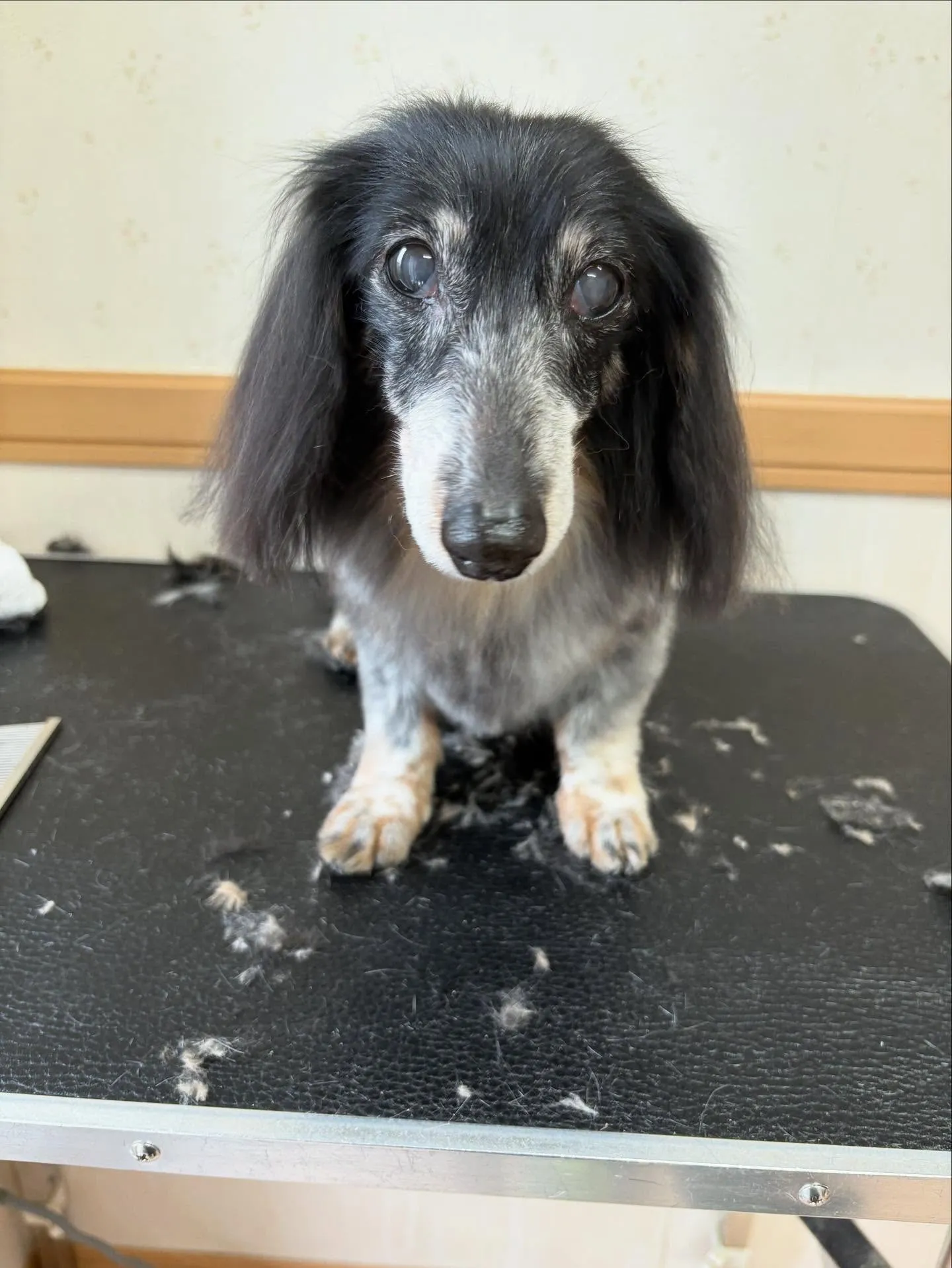 犬のトリミング✂️