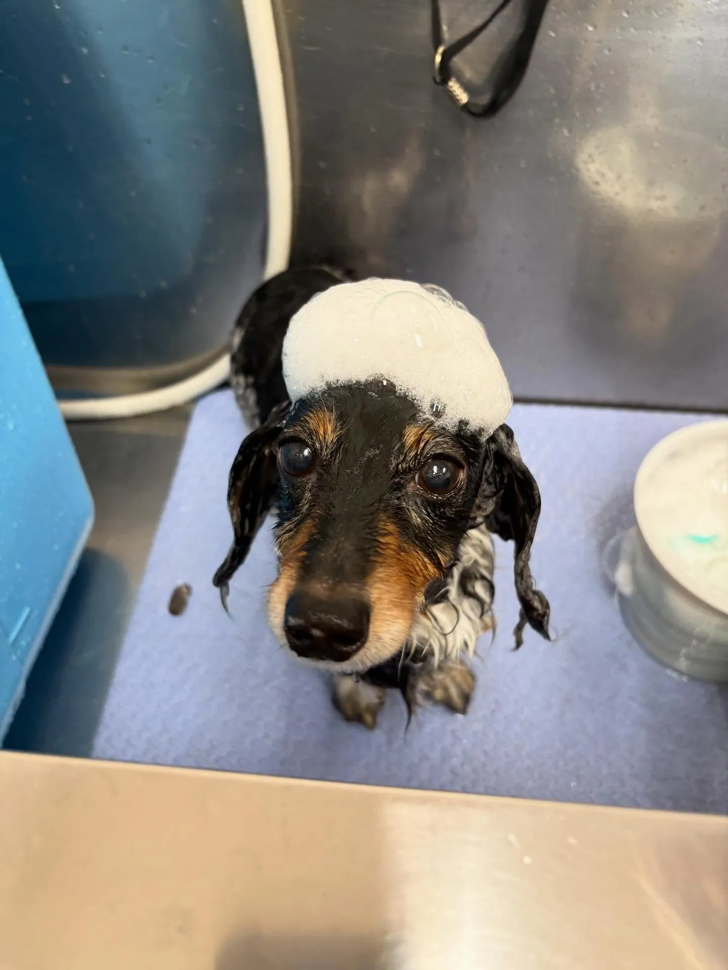 犬のトリミング✂️